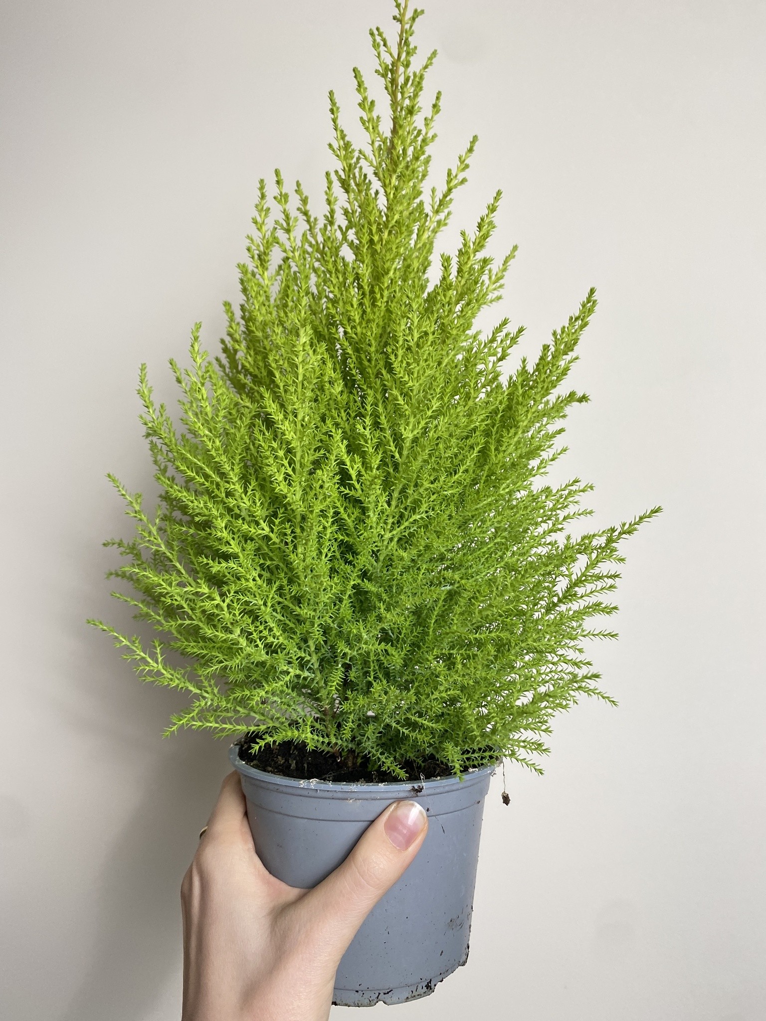 Cyprys macr. Wilma (cupressus)