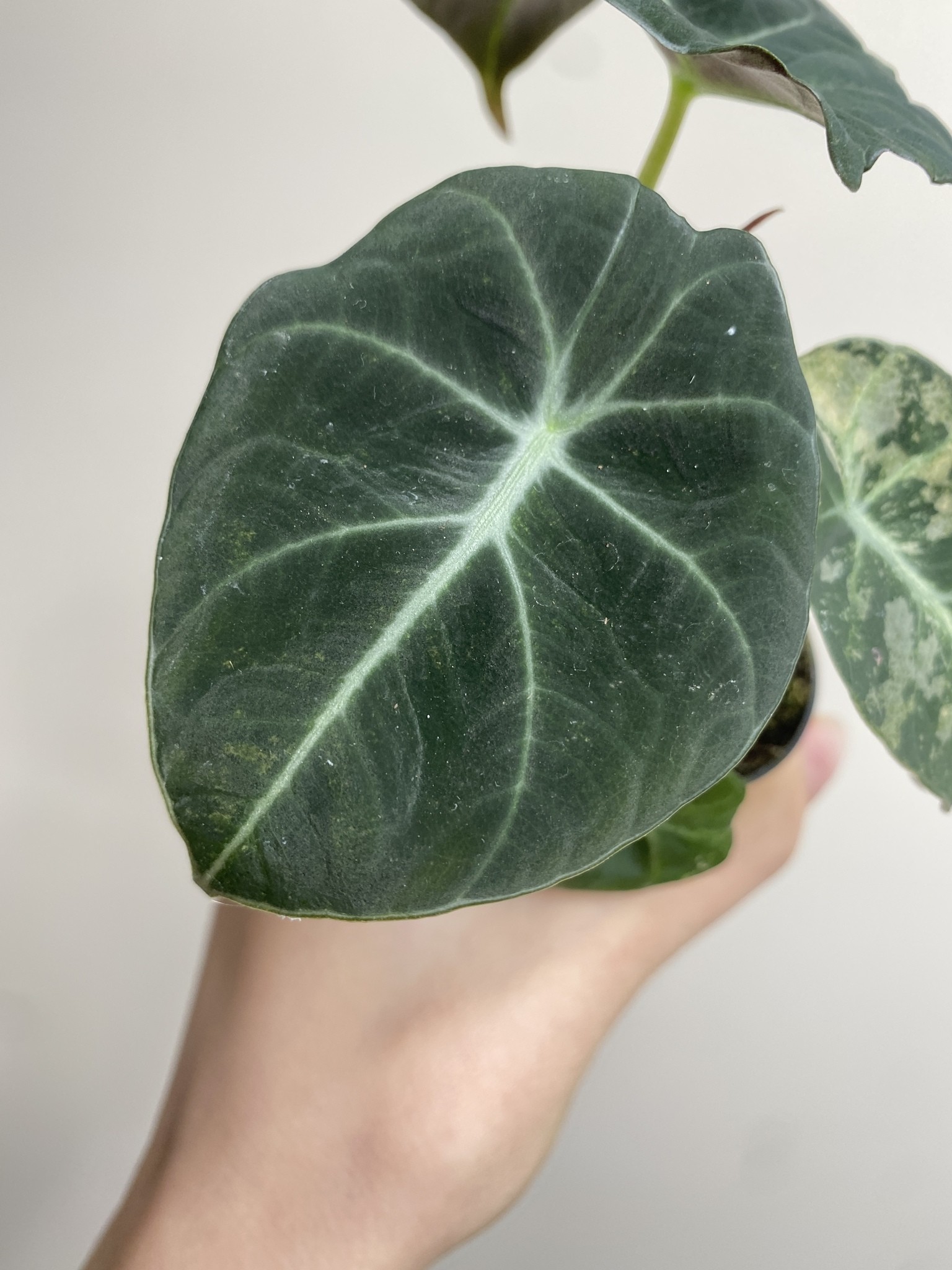 Alocasia Black Velvet Variegata