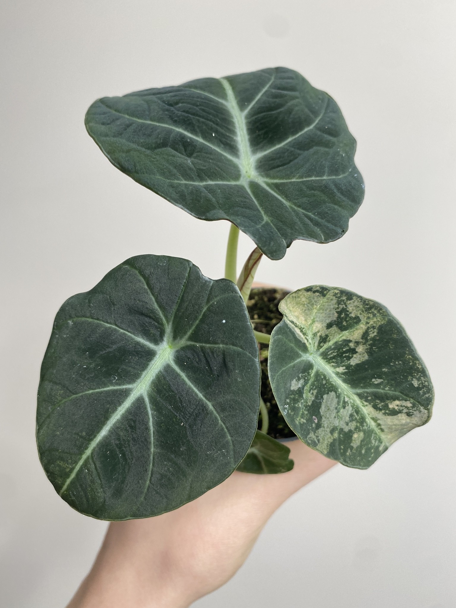 Alocasia Black Velvet Variegata