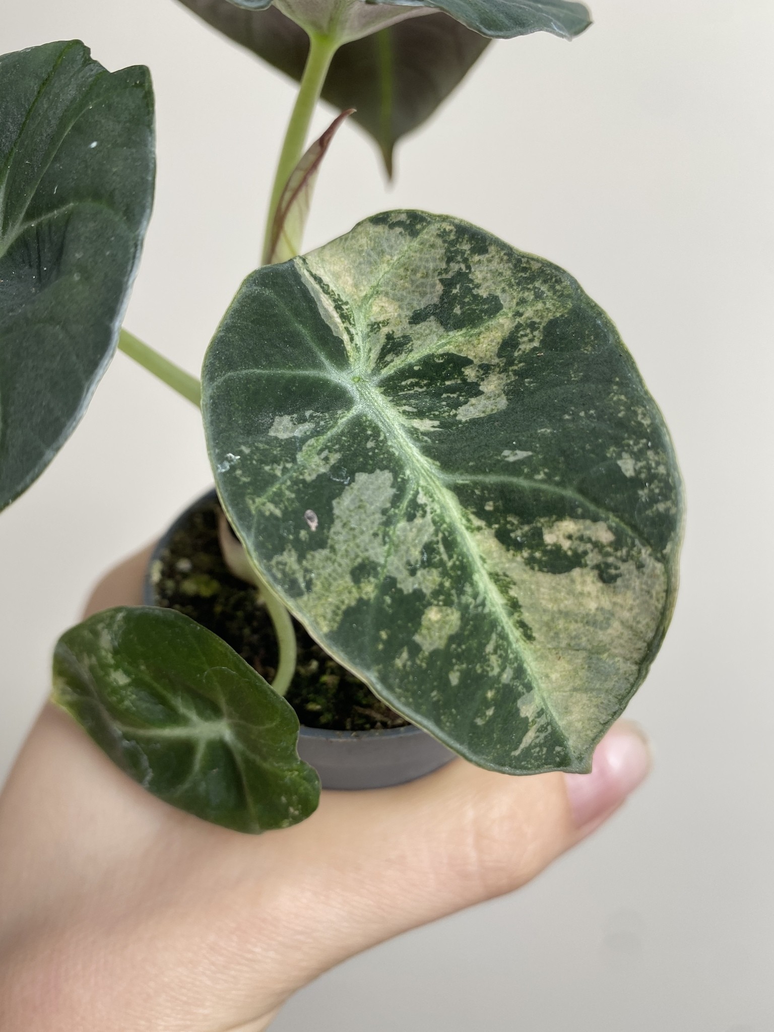 Alocasia Black Velvet Variegata