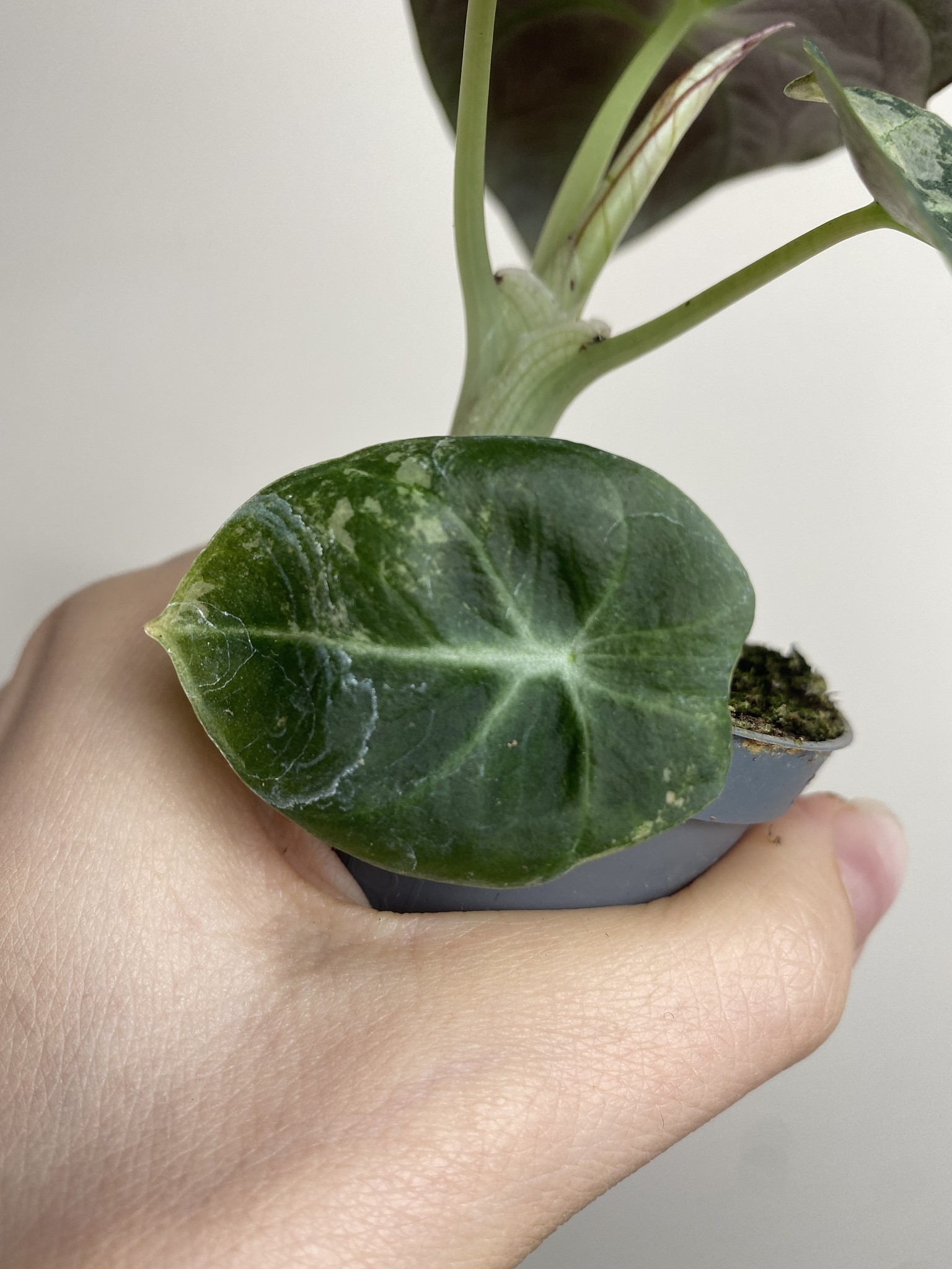 Alocasia Black Velvet Variegata