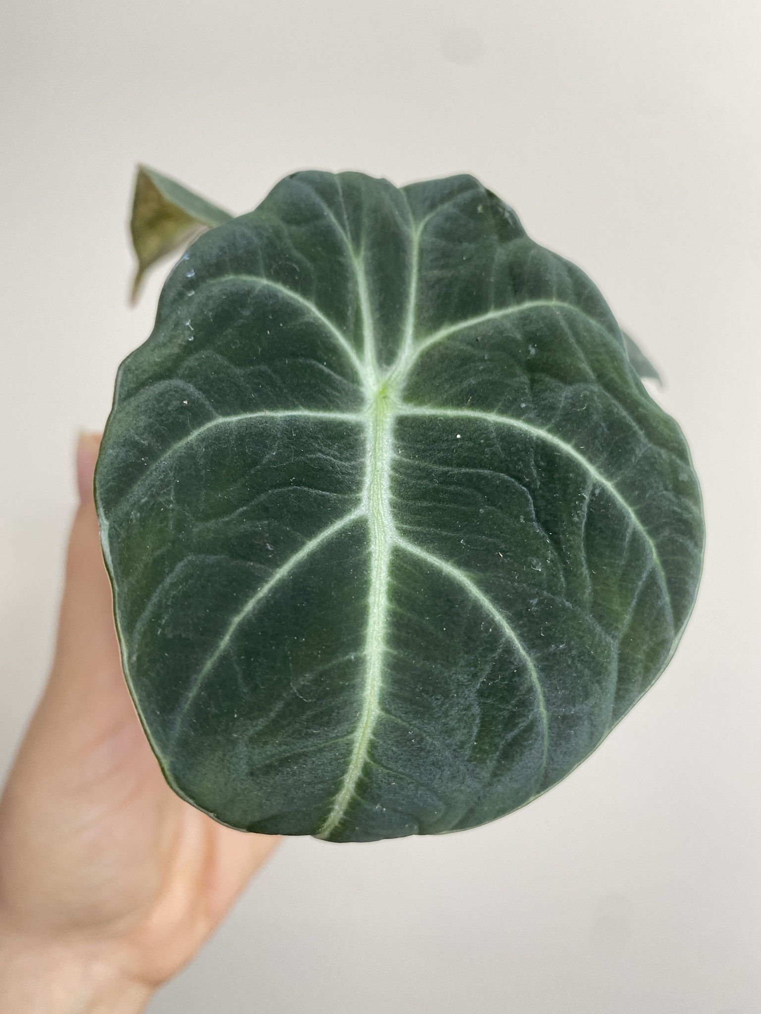 Alocasia Black Velvet Variegata