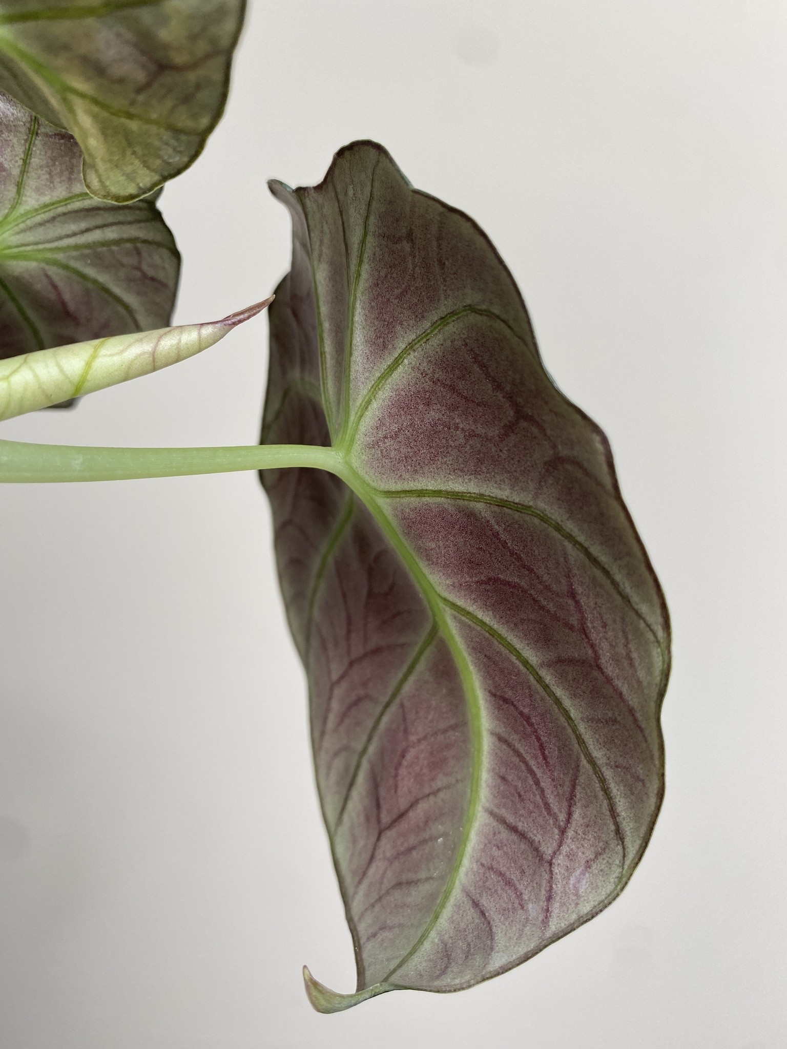 Alocasia Black Velvet Variegata
