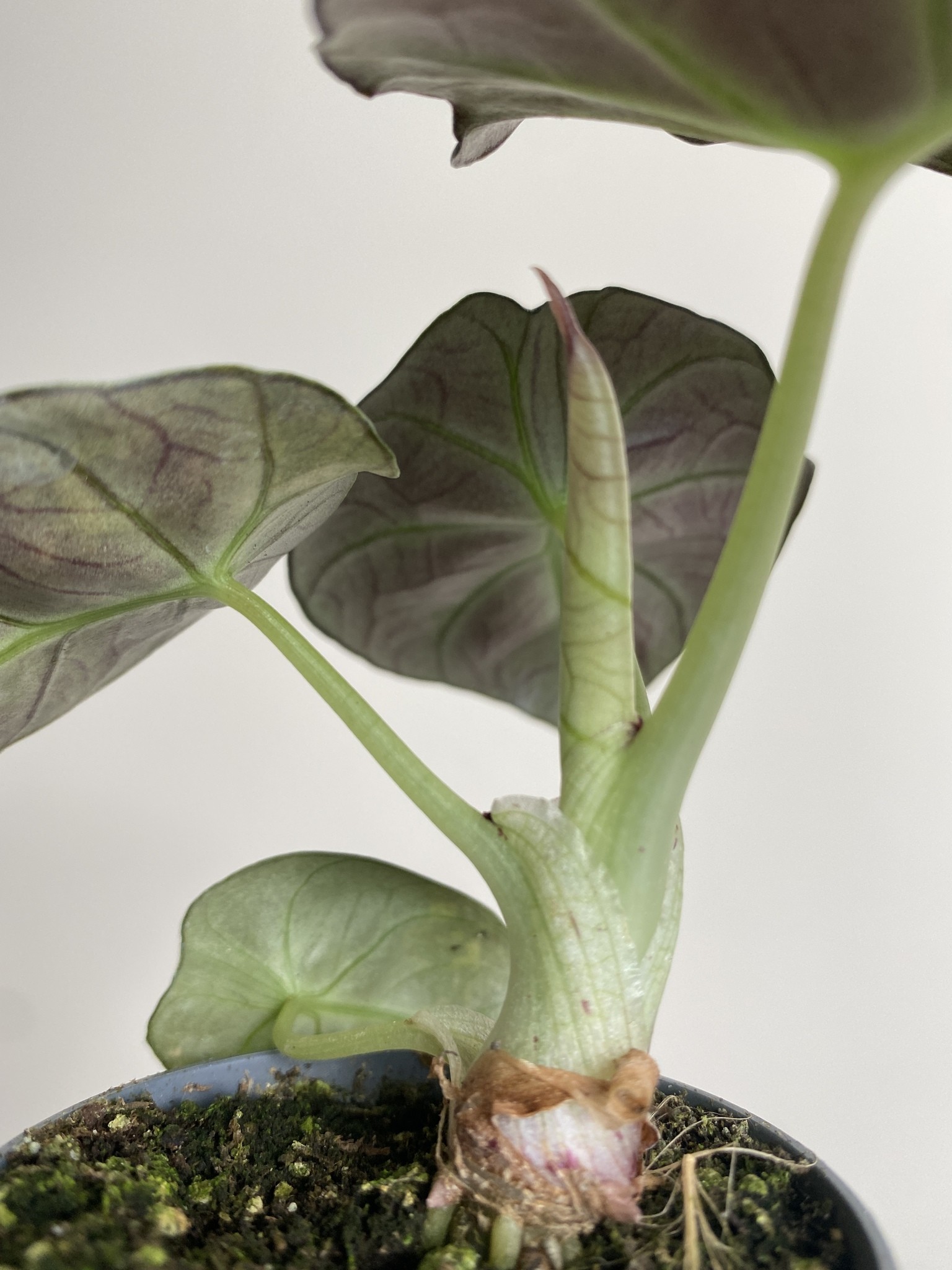 Alocasia Black Velvet Variegata