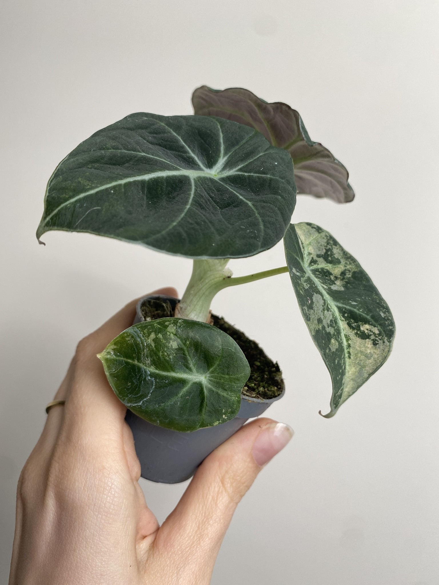 Alocasia Black Velvet Variegata