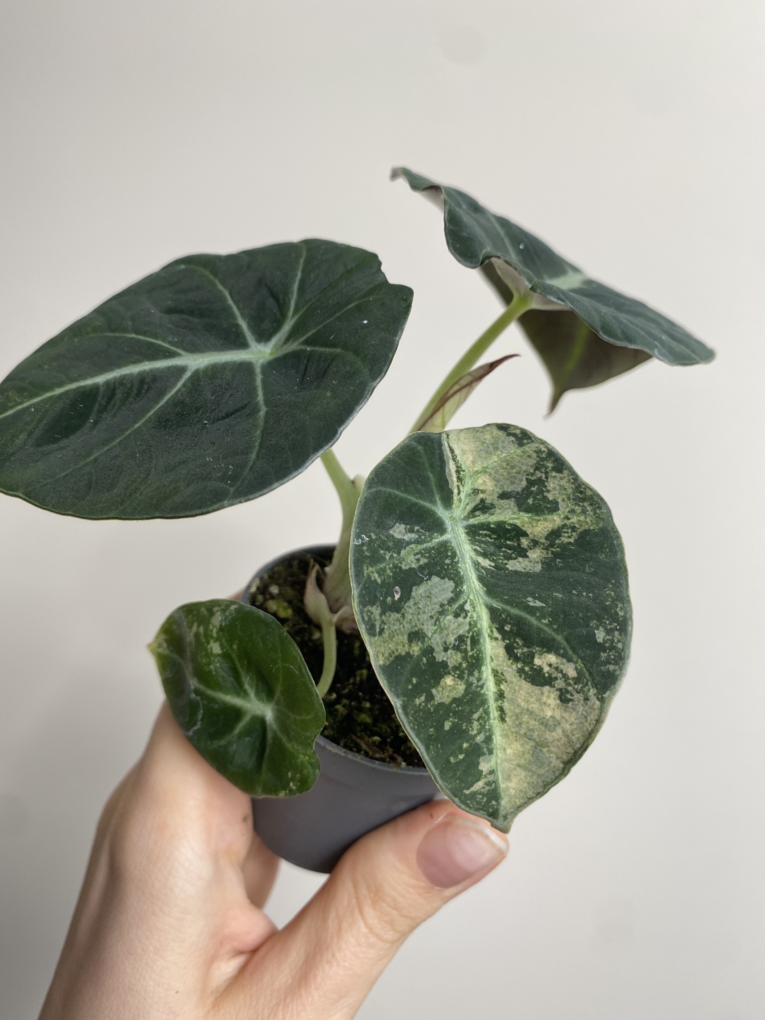 Alocasia Black Velvet Variegata