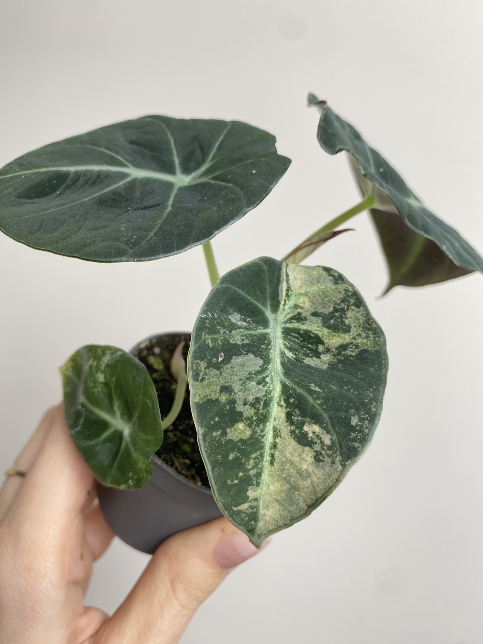 Alocasia Black Velvet Variegata