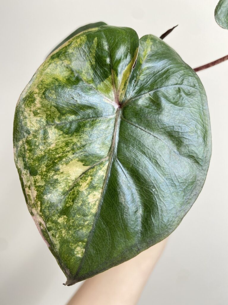 Alocasia Yucatan Princess Variegata