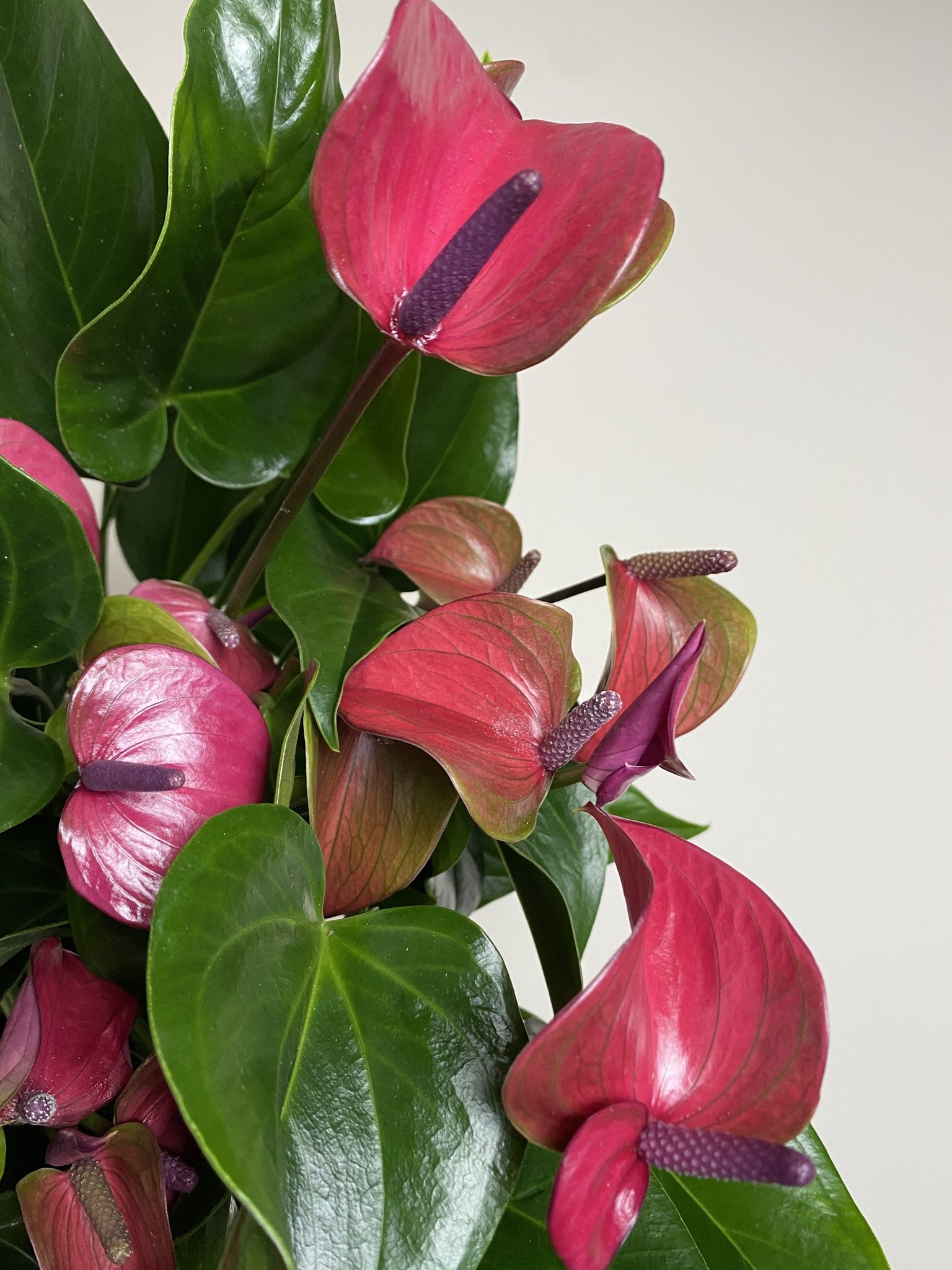 Anthurium Cirano