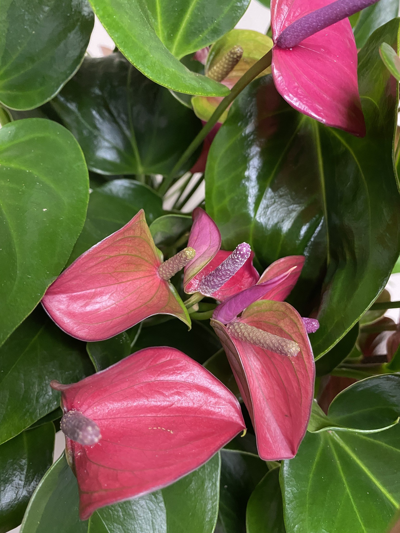 Anthurium Cirano