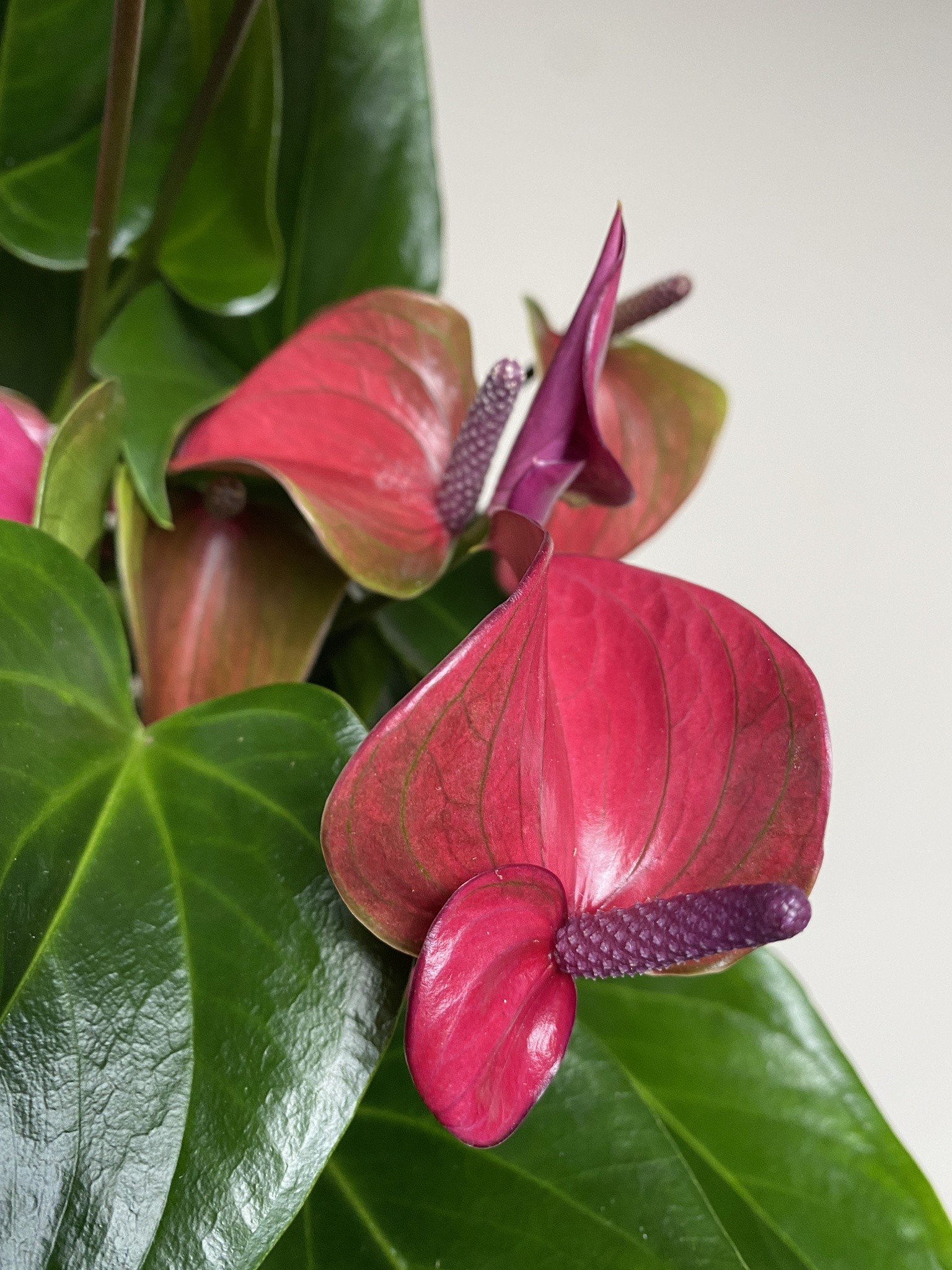 Anthurium Cirano