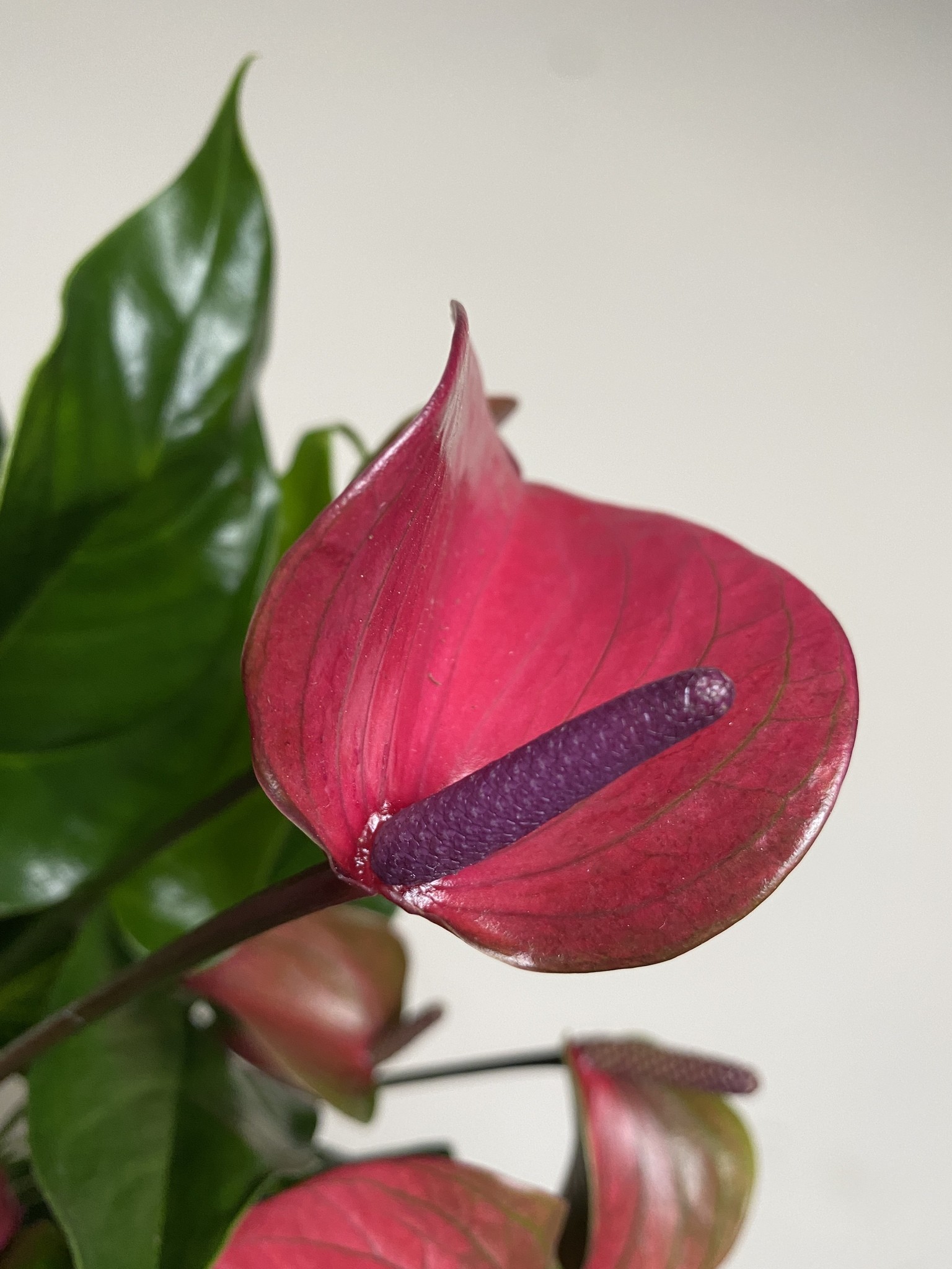 Anthurium Cirano