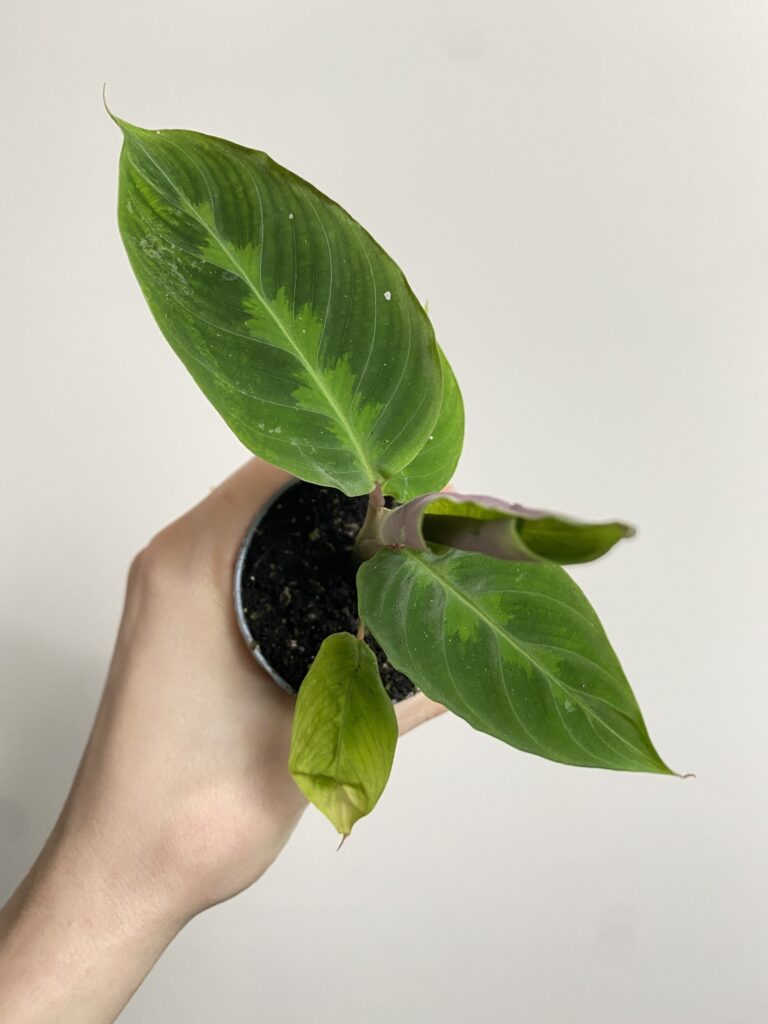 Calathea Warscewiczi
