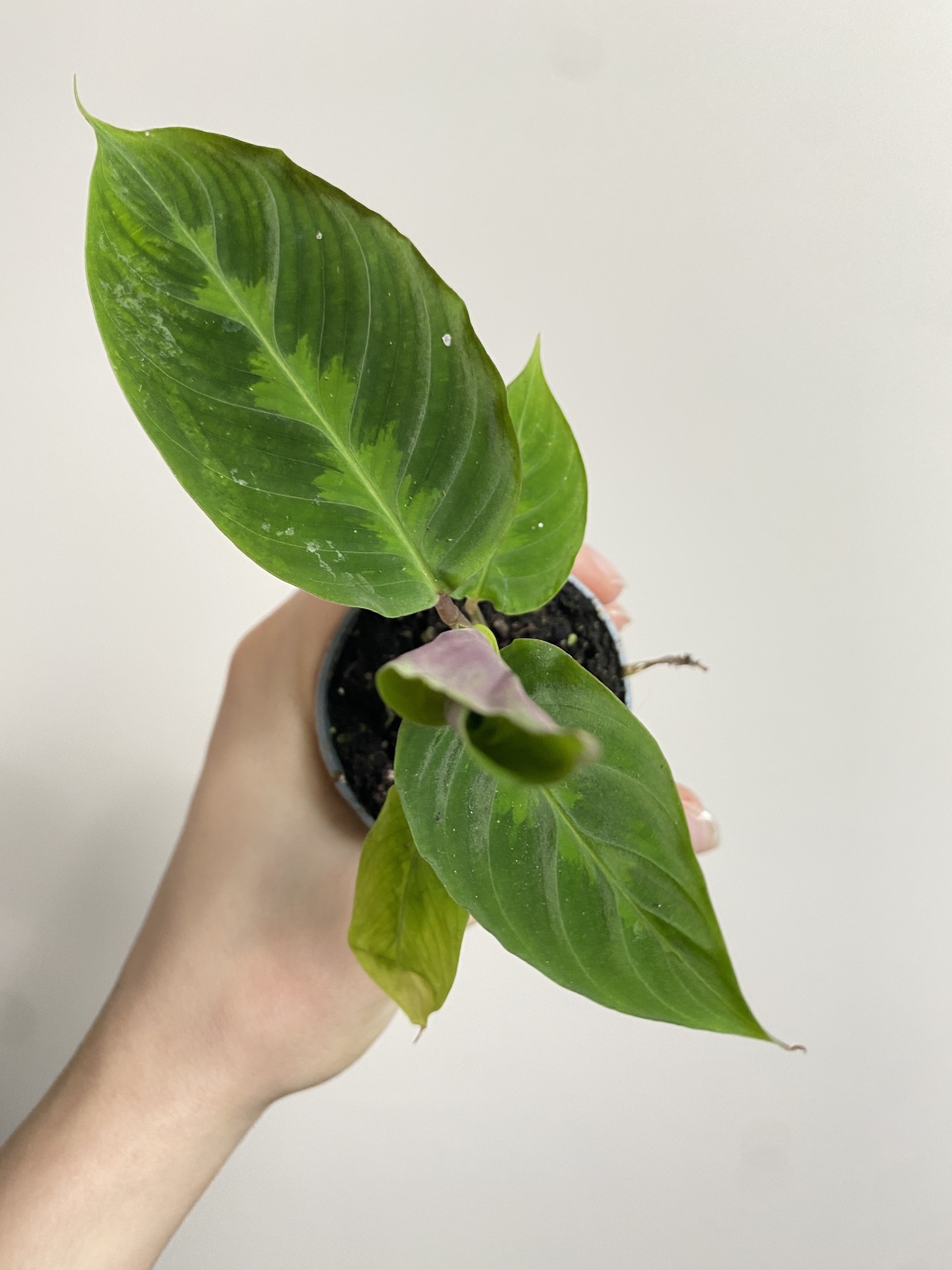 Calathea Warscewiczi