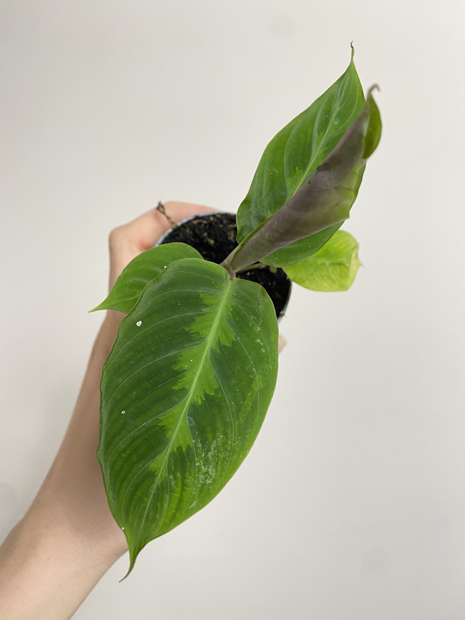 Calathea Warscewiczi