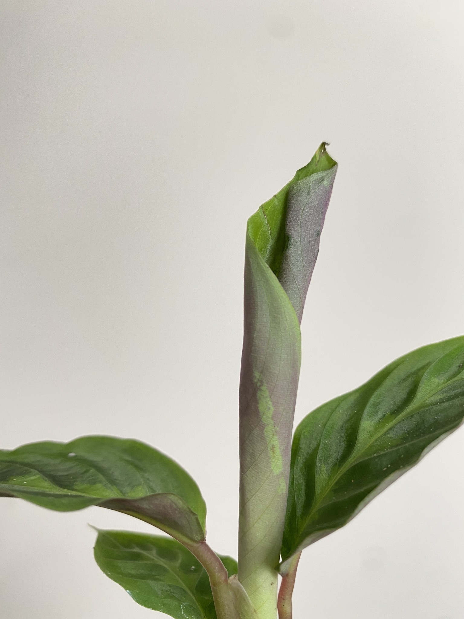 Calathea Warscewiczi