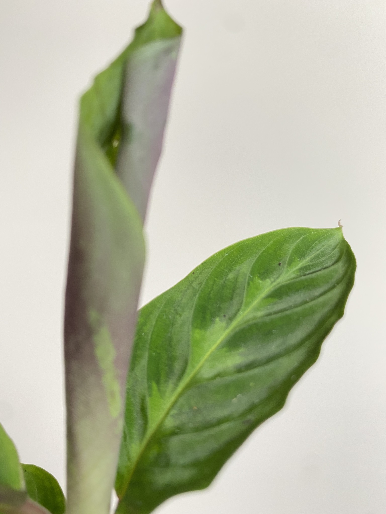 Calathea Warscewiczi