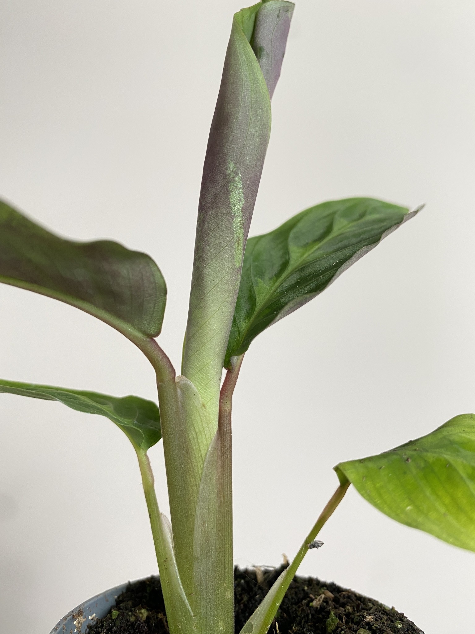Calathea Warscewiczi