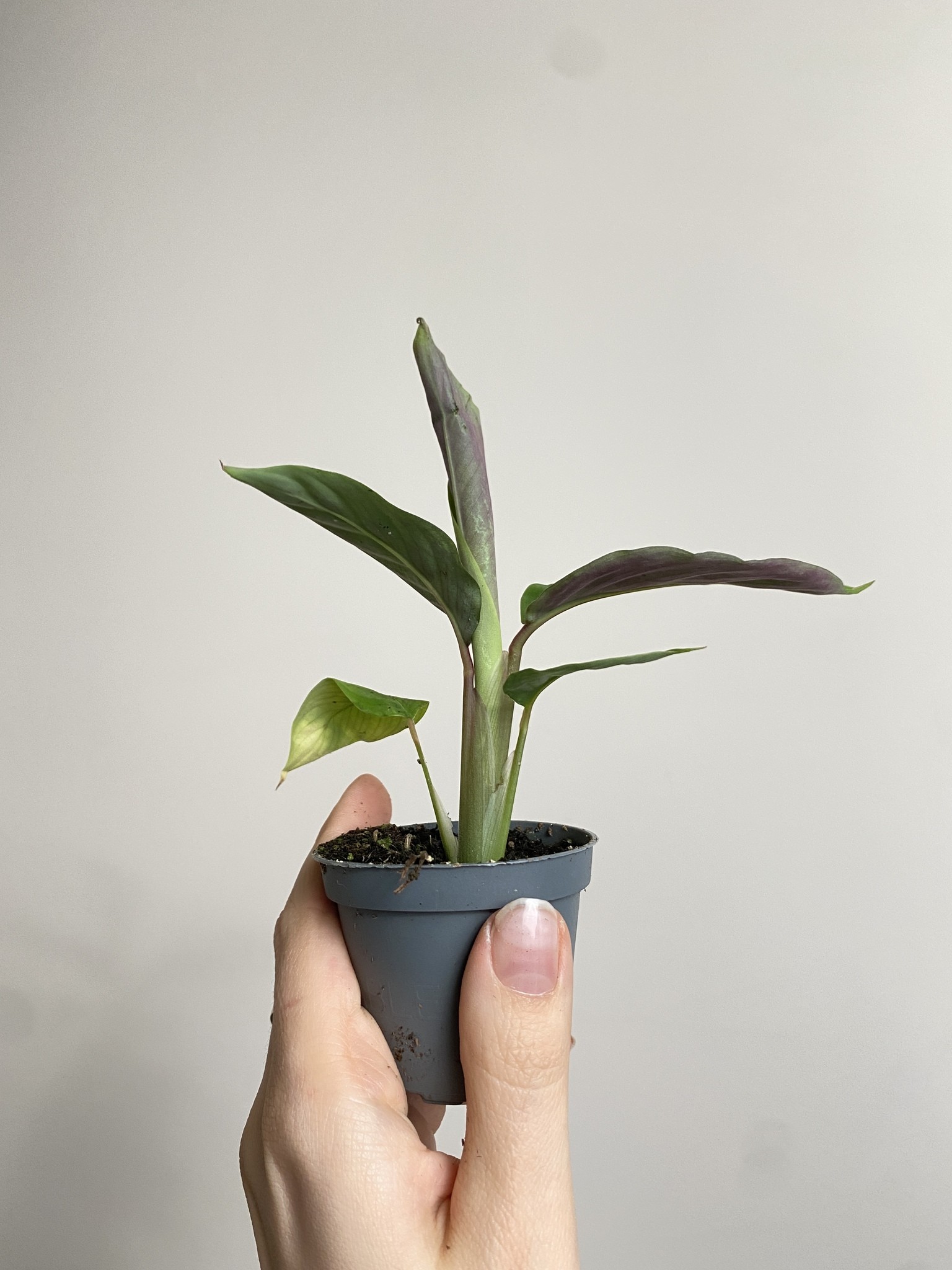 Calathea Warscewiczi