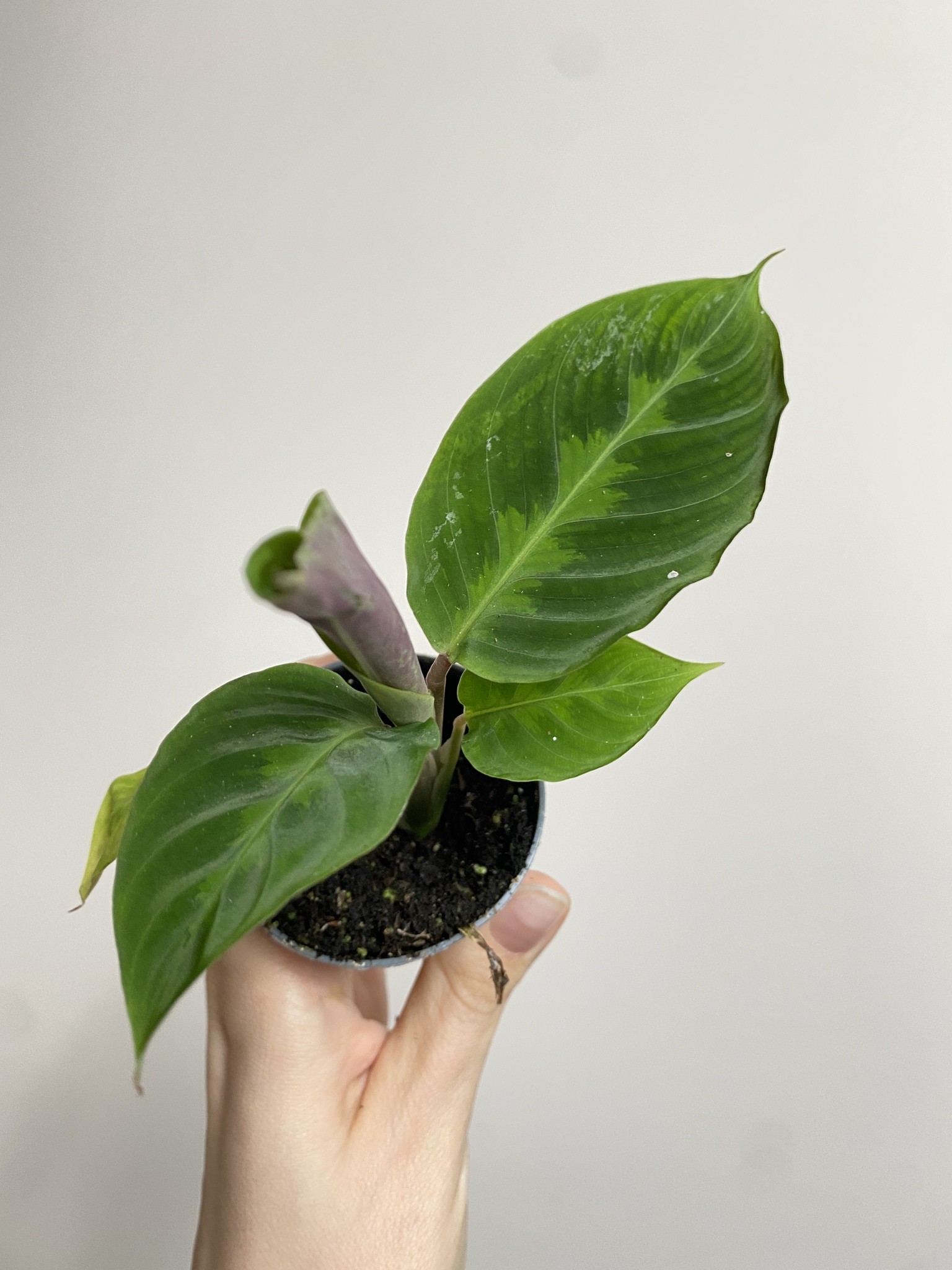 Calathea Warscewiczi