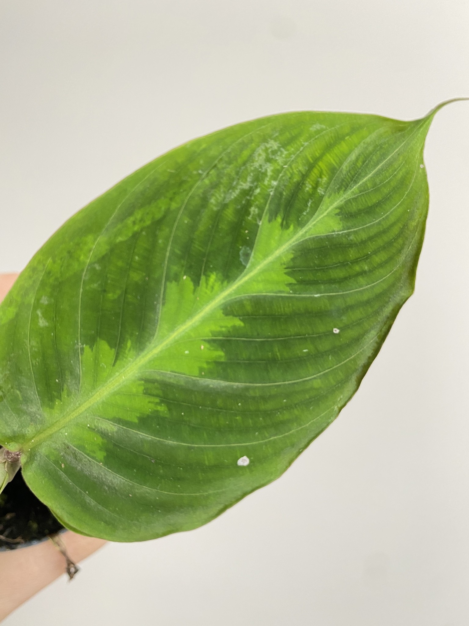 Calathea Warscewiczi