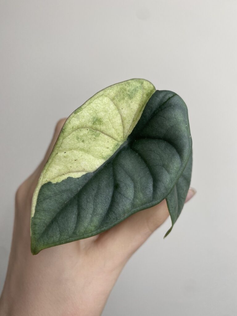 Alocasia Nebula Variegata