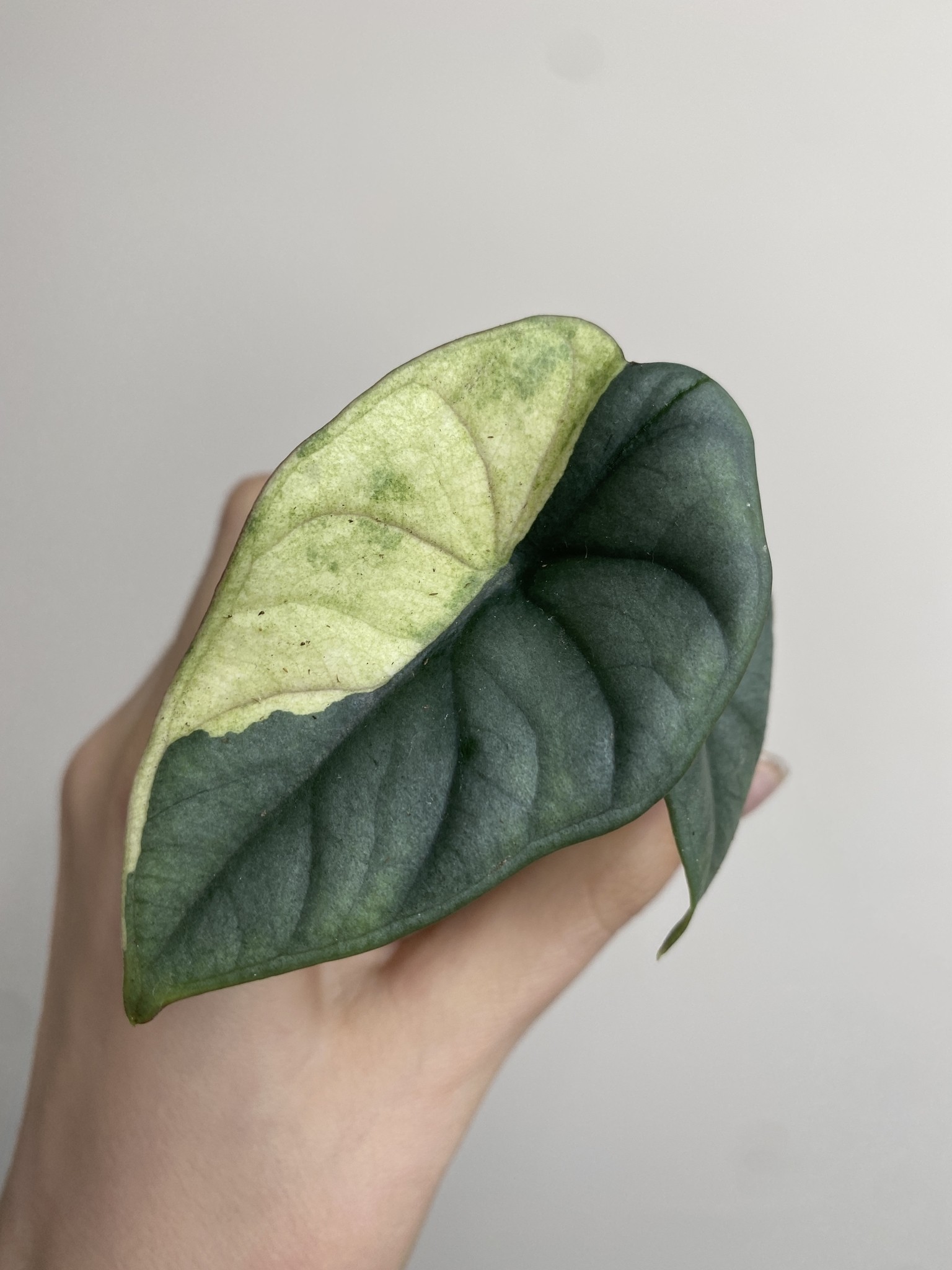 Alocasia Nebula Variegata