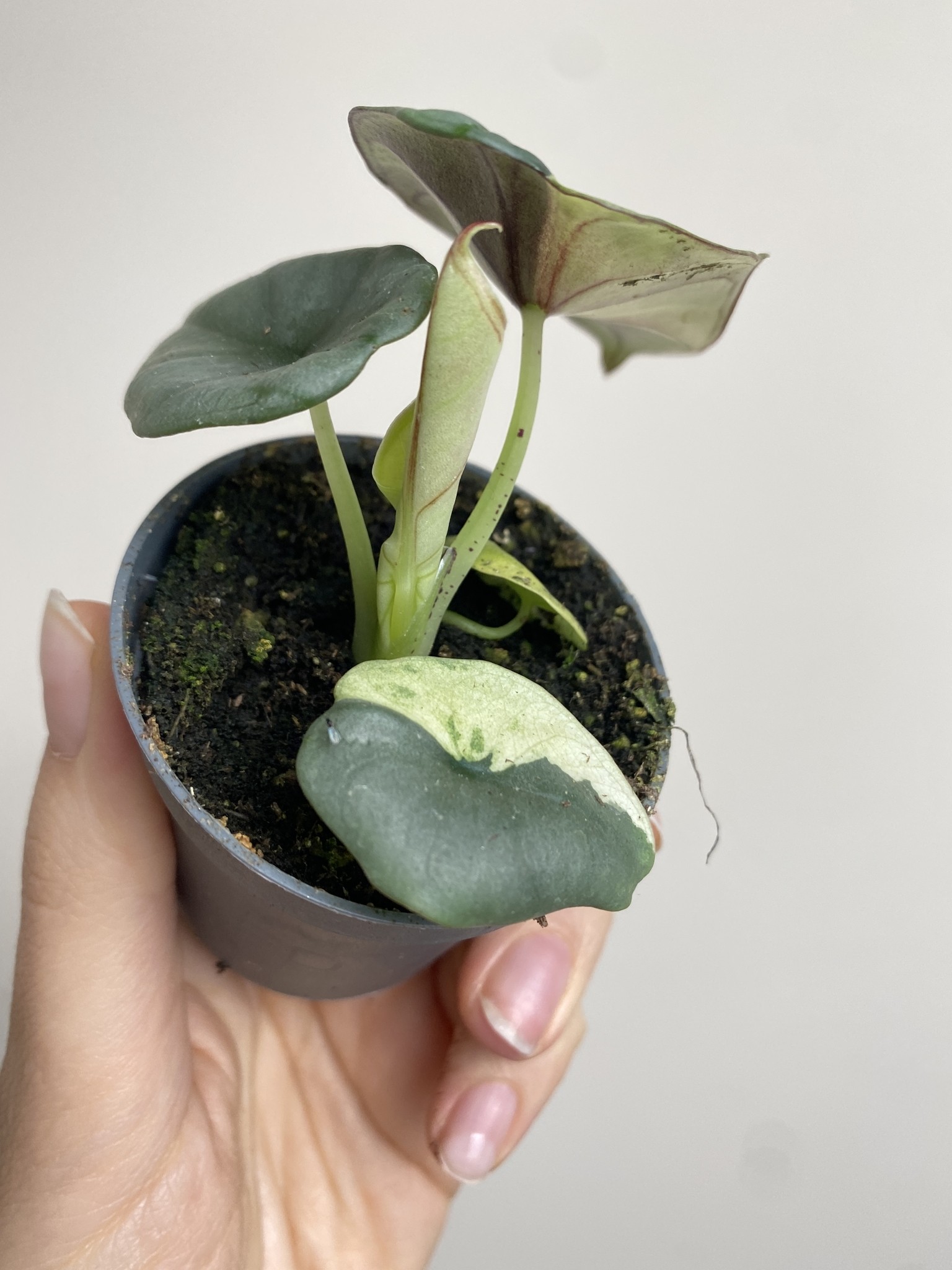 Alocasia Nebula Variegata