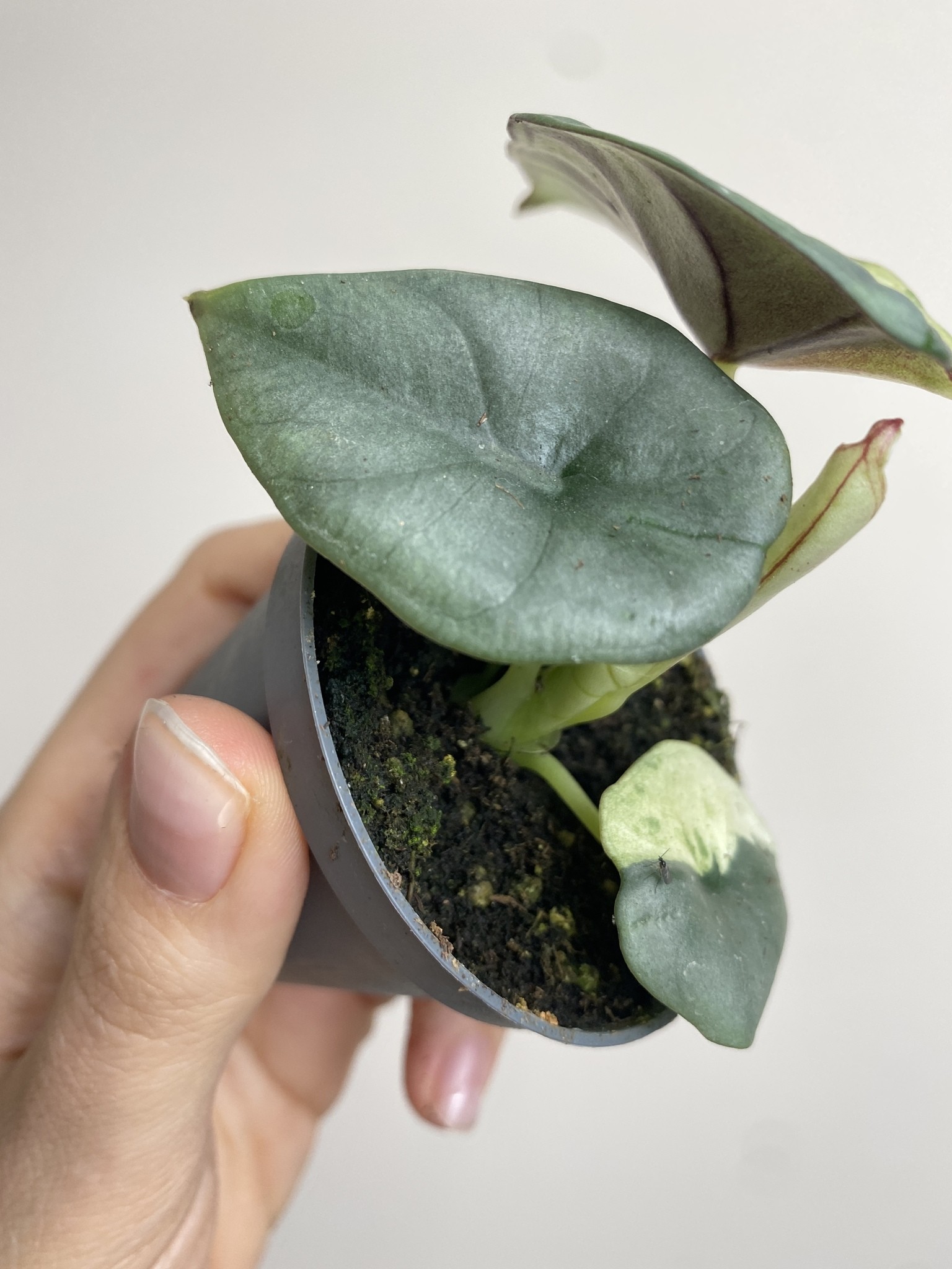 Alocasia Nebula Variegata