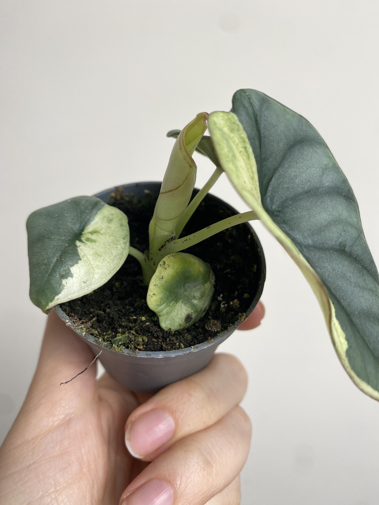 Alocasia Nebula Variegata