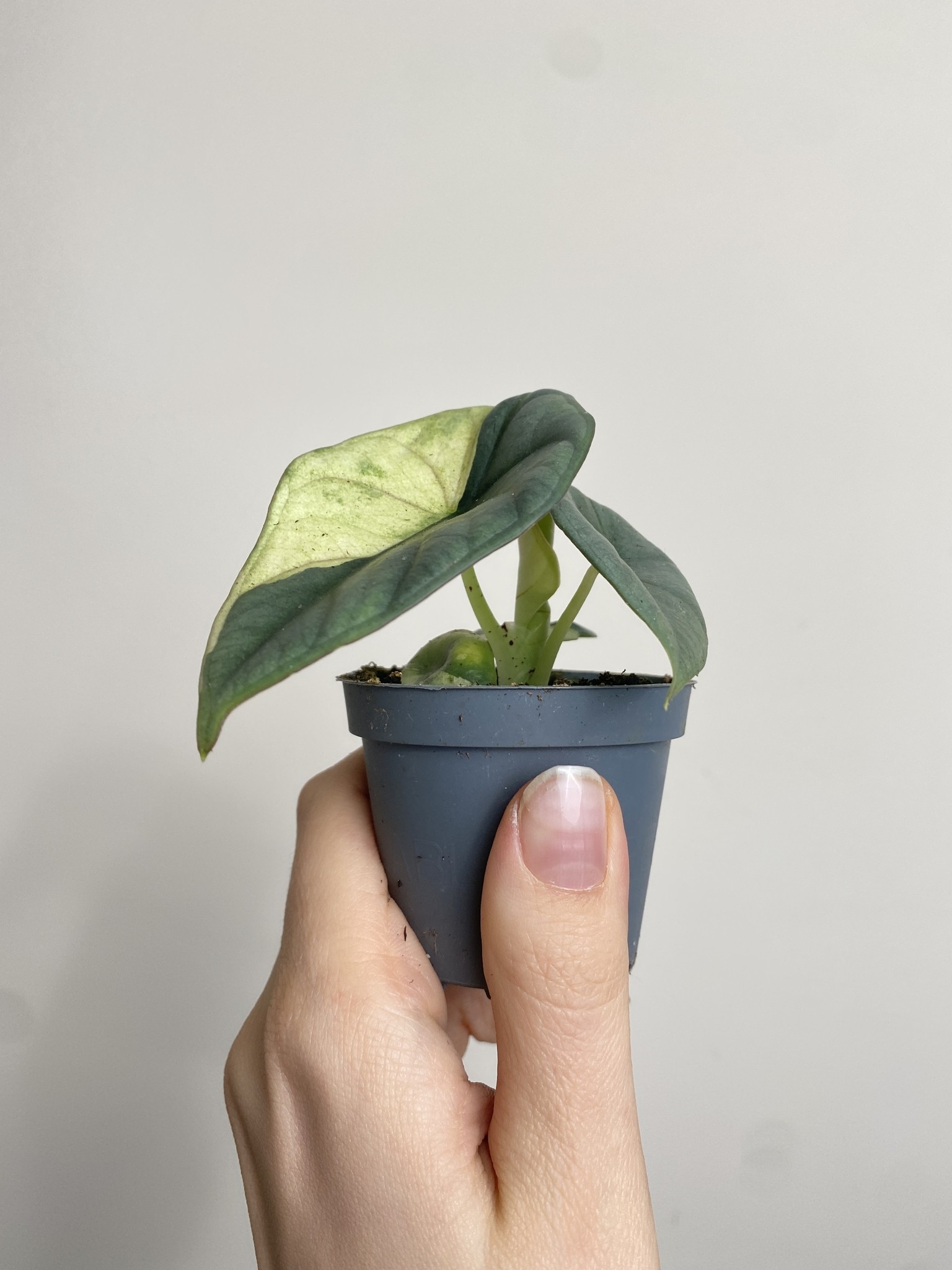 Alocasia Nebula Variegata