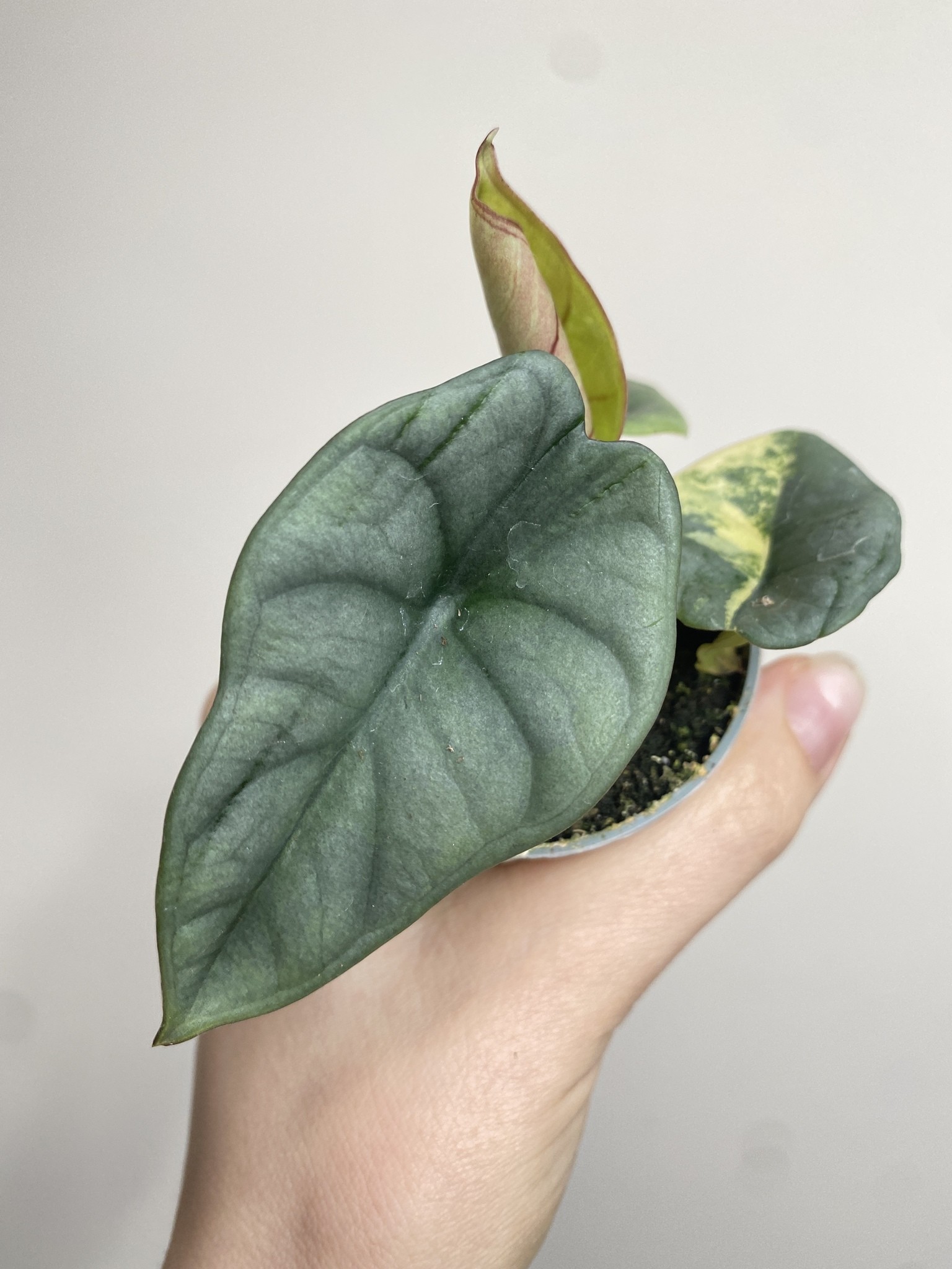 Alocasia Nebula Yellow Variegata