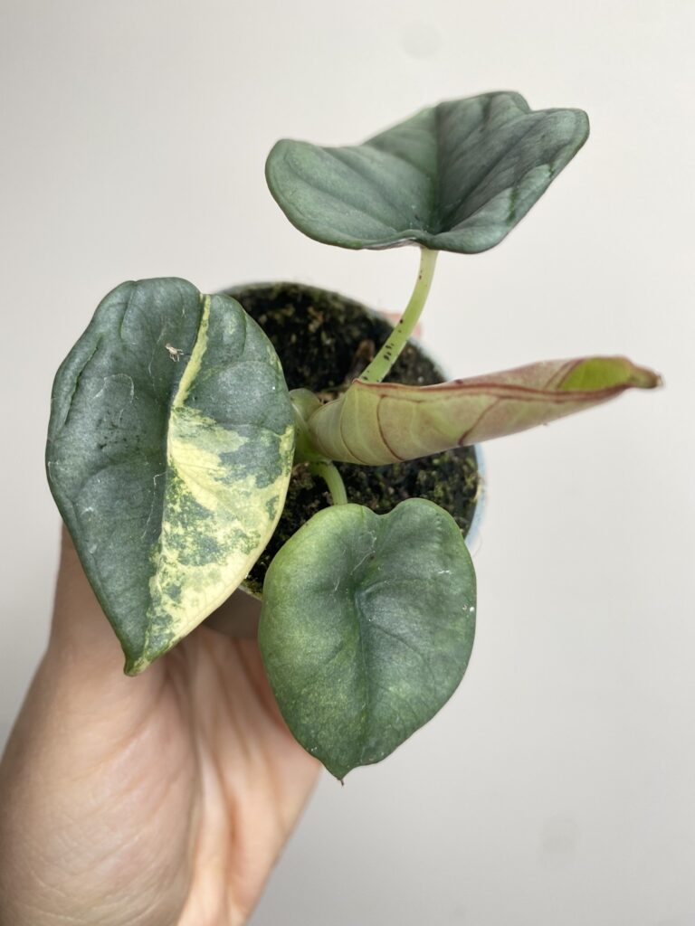 Alocasia Nebula Yellow Variegata