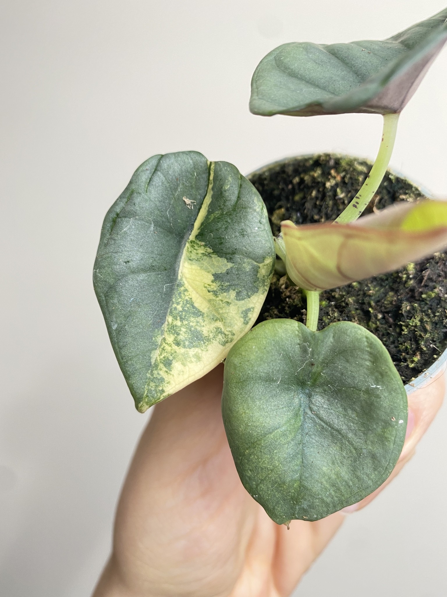 Alocasia Nebula Yellow Variegata