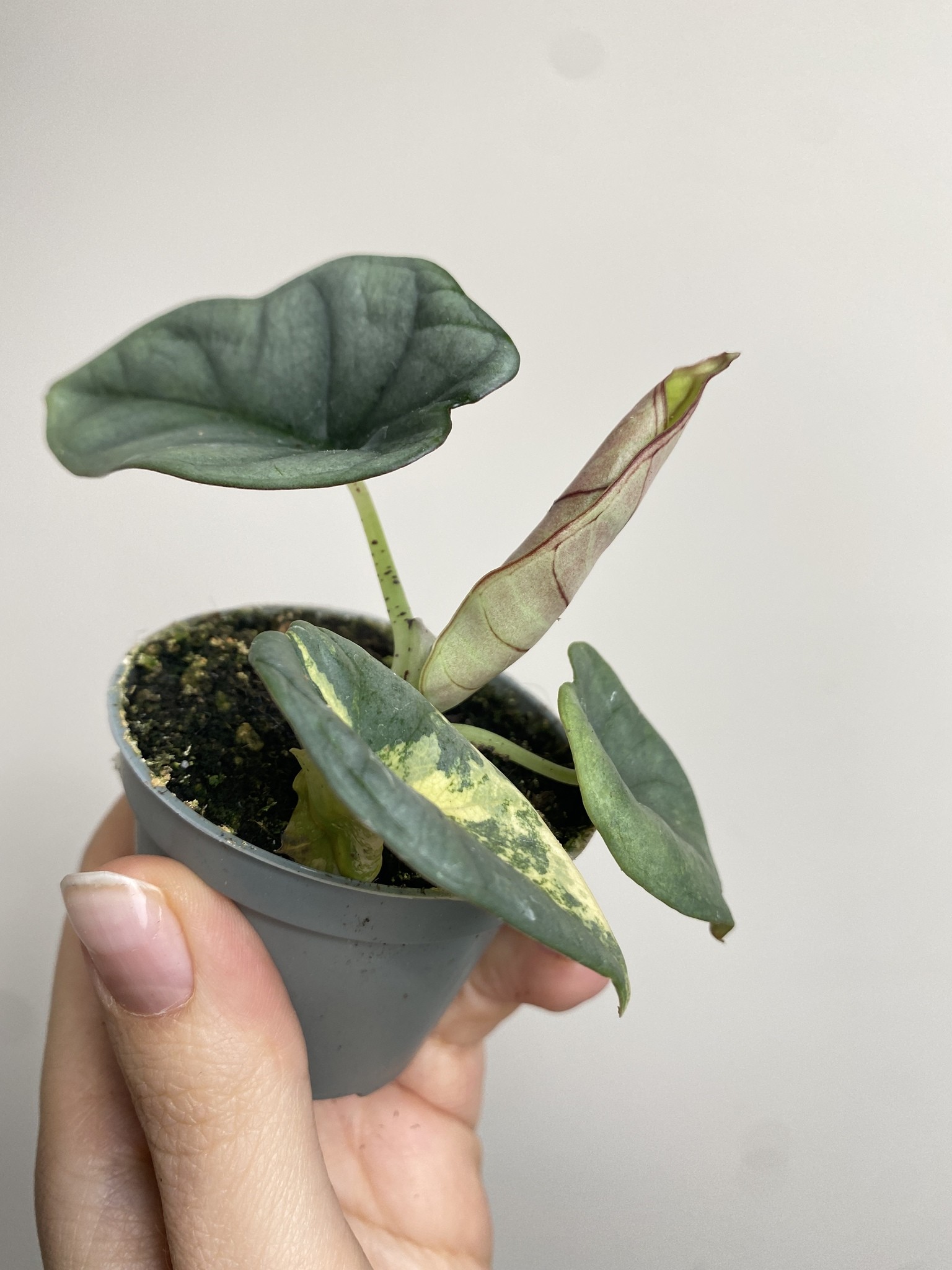 Alocasia Nebula Yellow Variegata