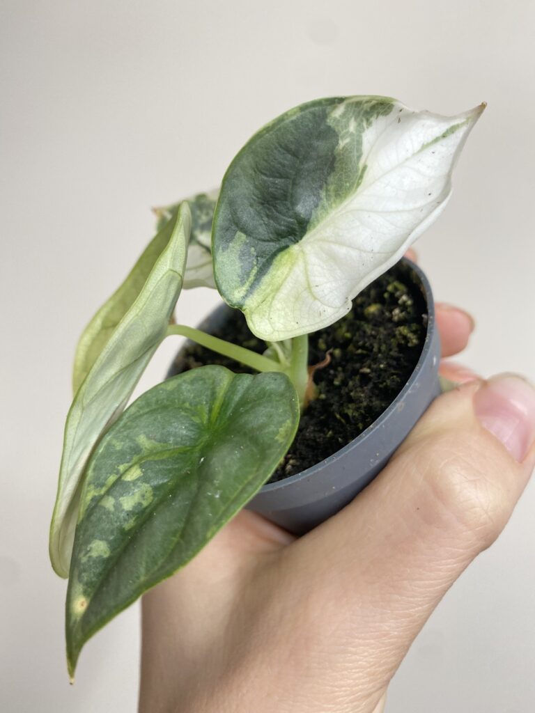 Alocasia Silver Dragon Variegata 1
