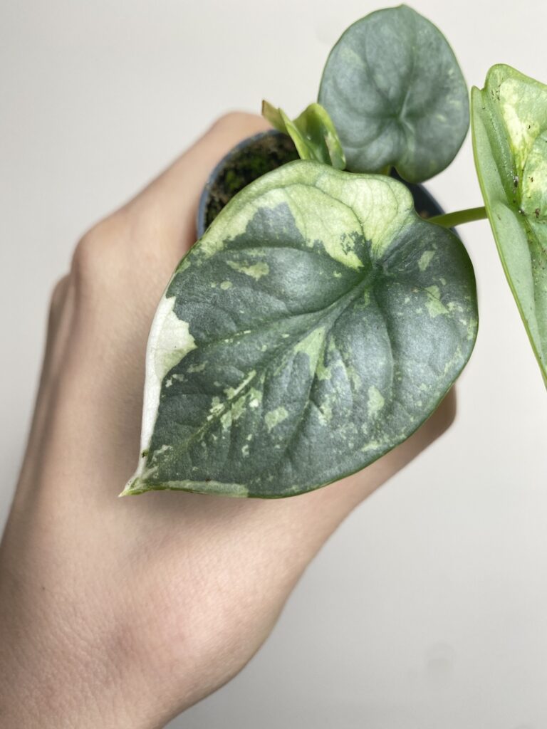 Alocasia Silver Dragon Variegata 2