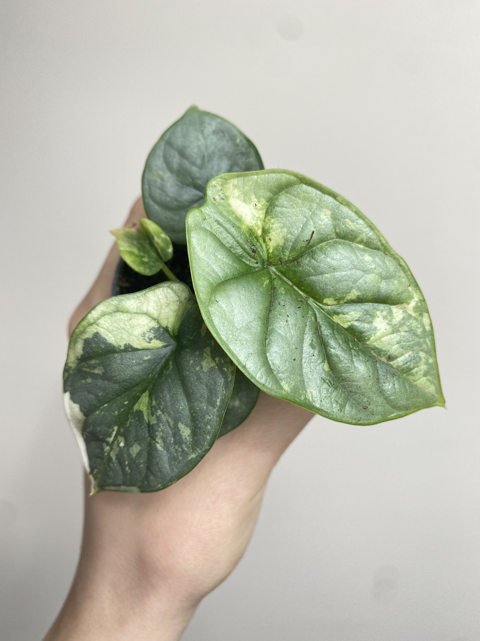 Alocasia Silver Dragon Variegata 2