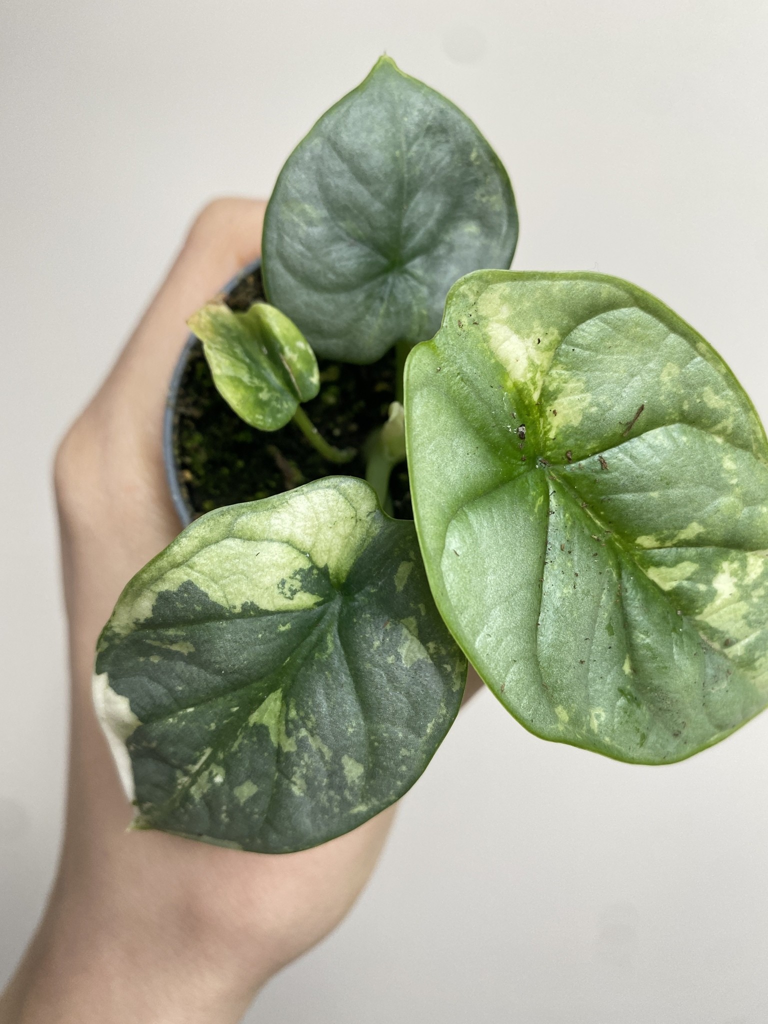 Alocasia Silver Dragon Variegata 2