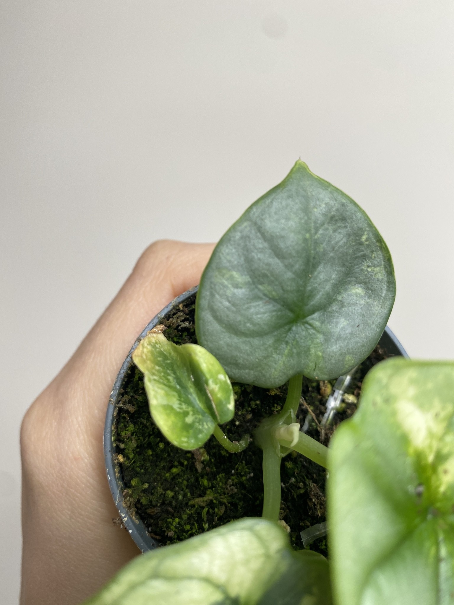 Alocasia Silver Dragon Variegata 2
