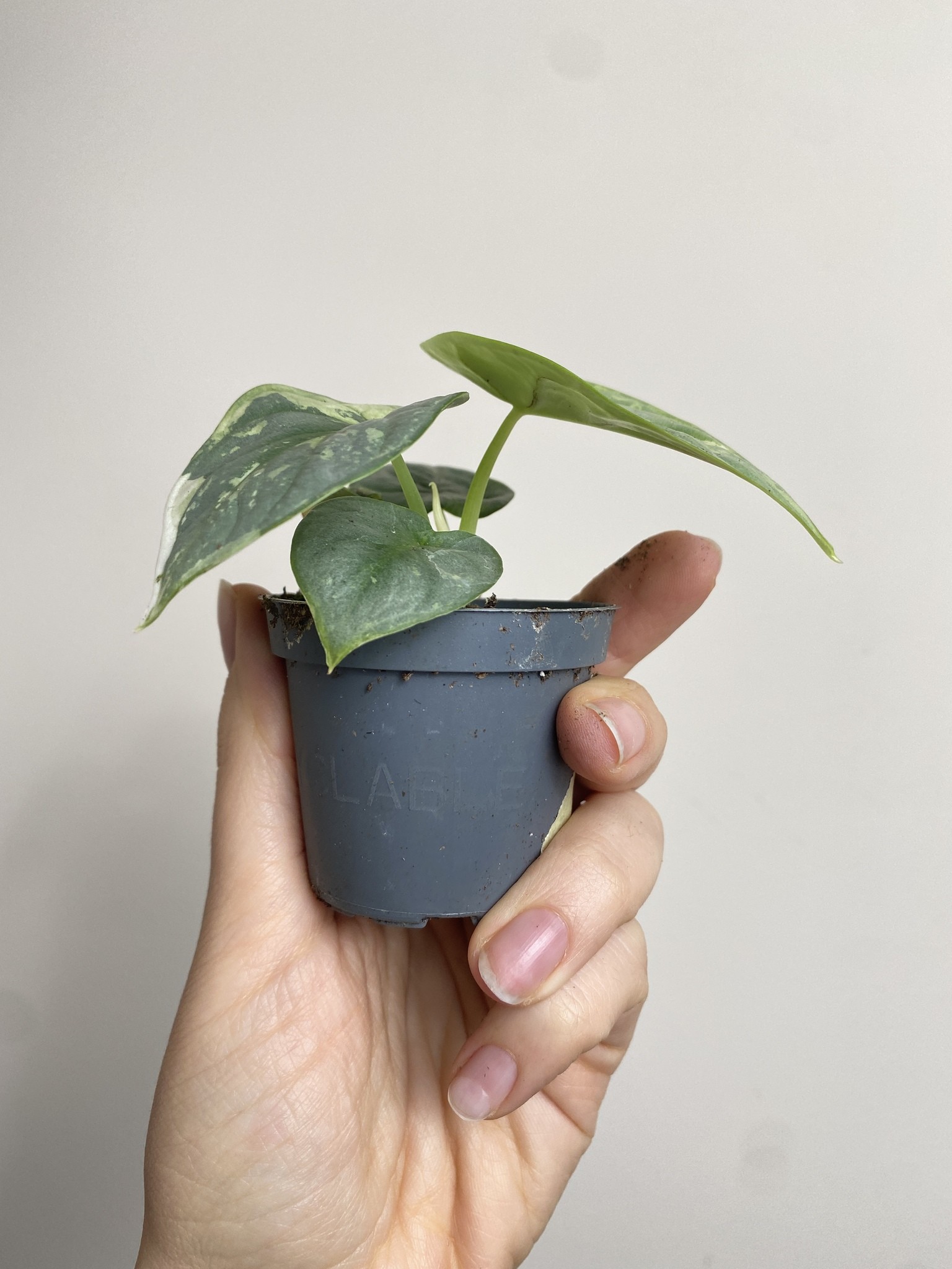 Alocasia Silver Dragon Variegata 2