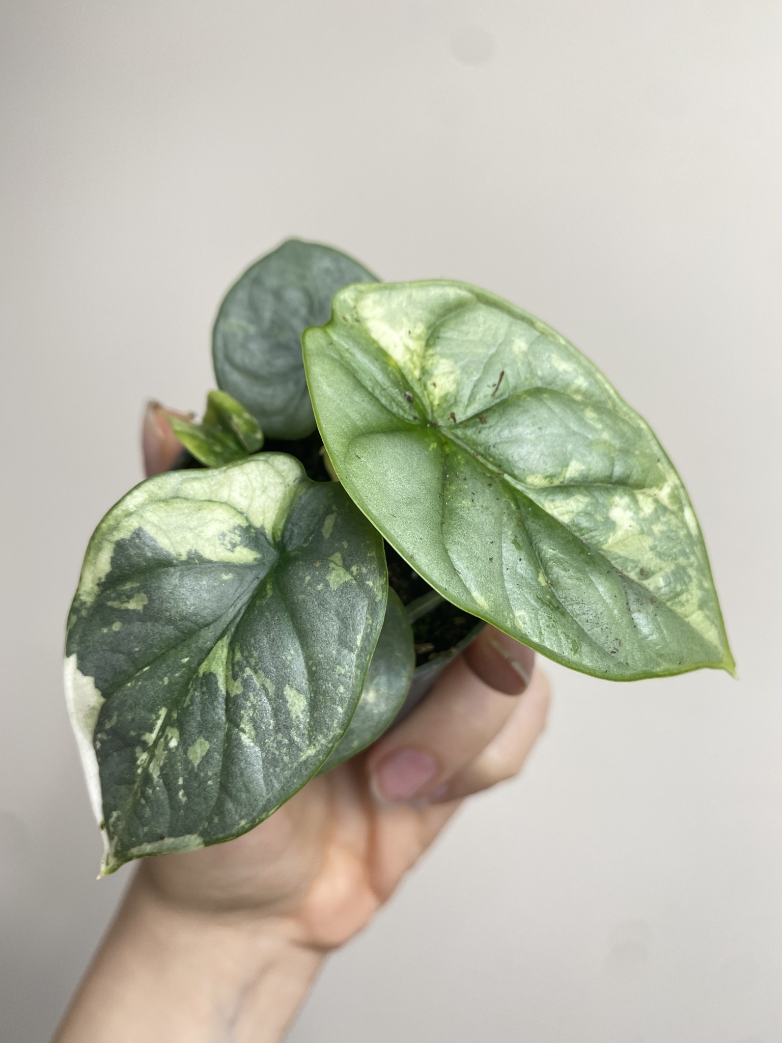 Alocasia Silver Dragon Variegata 2