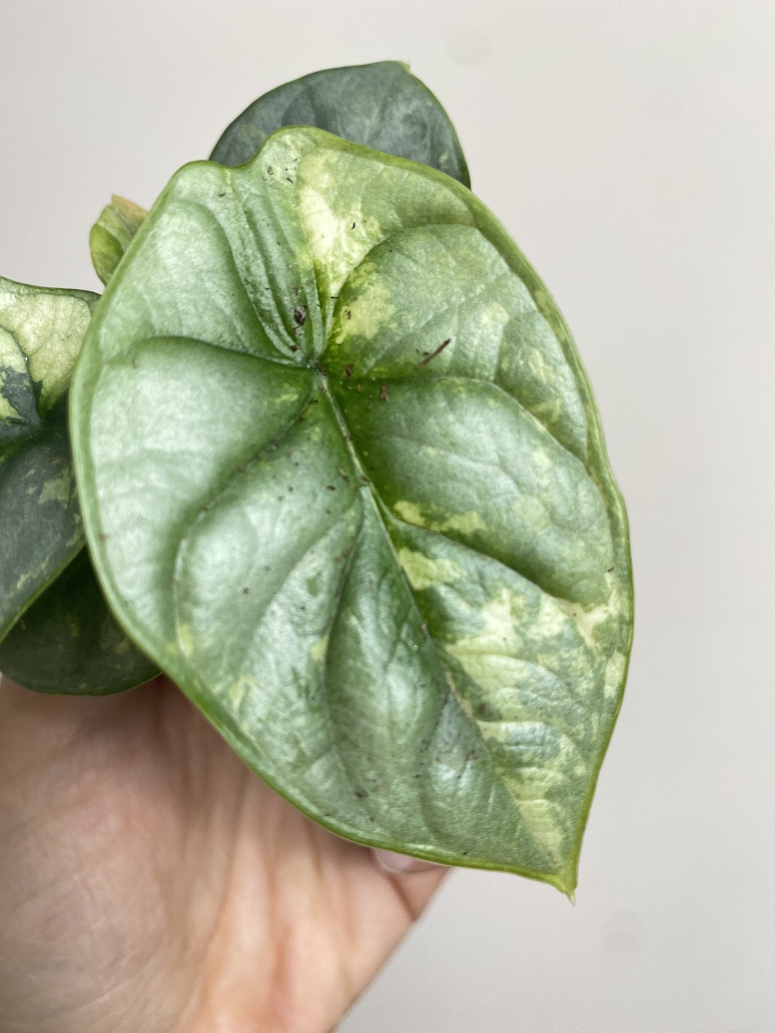 Alocasia Silver Dragon Variegata 2
