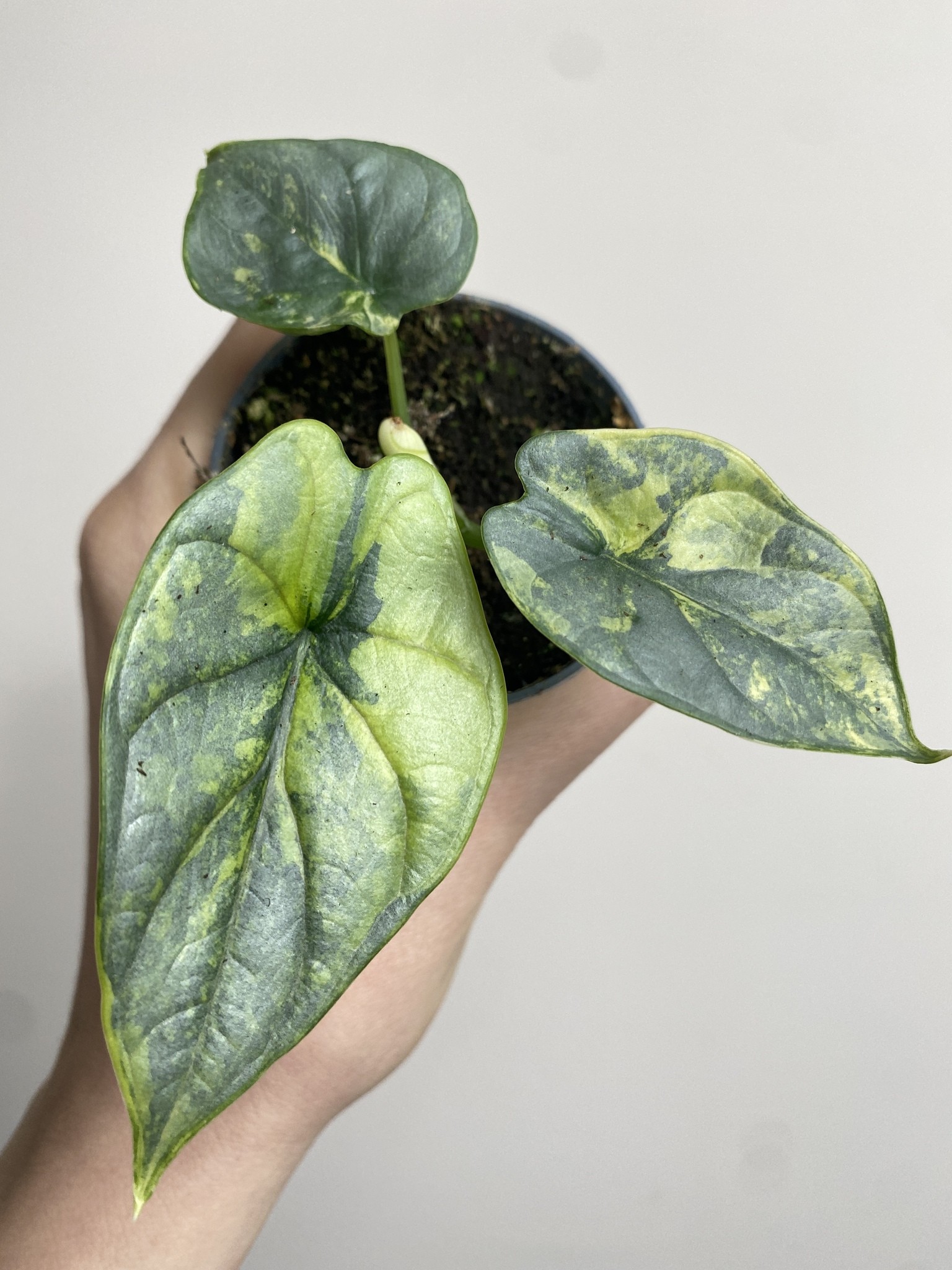 Alocasia Silver Dragon Yellow Variegata 1