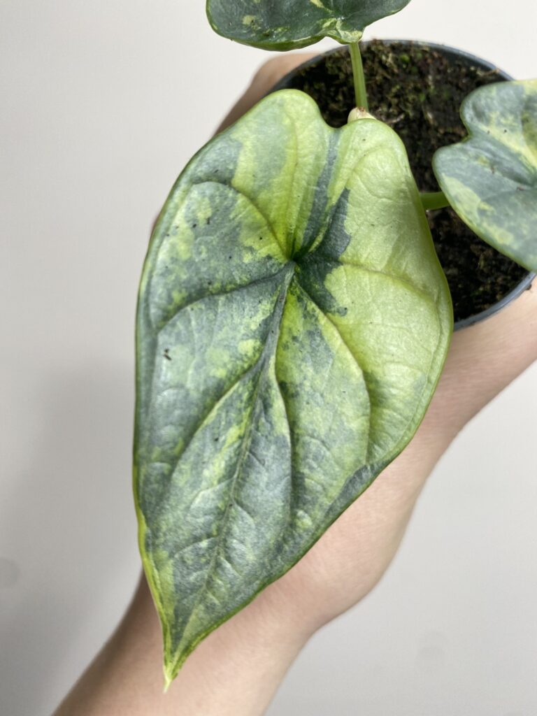 Alocasia Silver Dragon Yellow Variegata 1