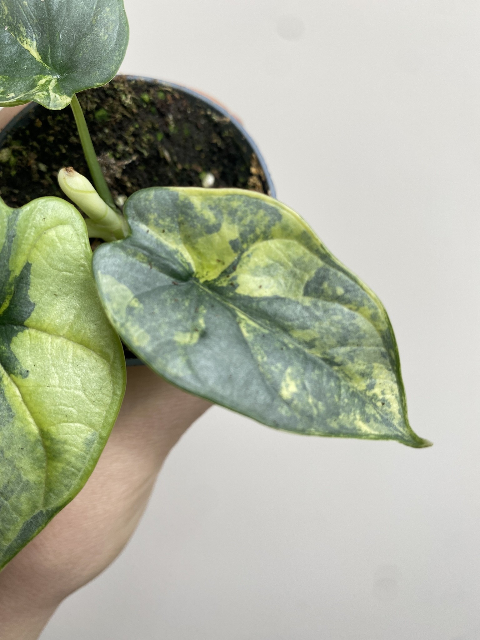Alocasia Silver Dragon Yellow Variegata 1