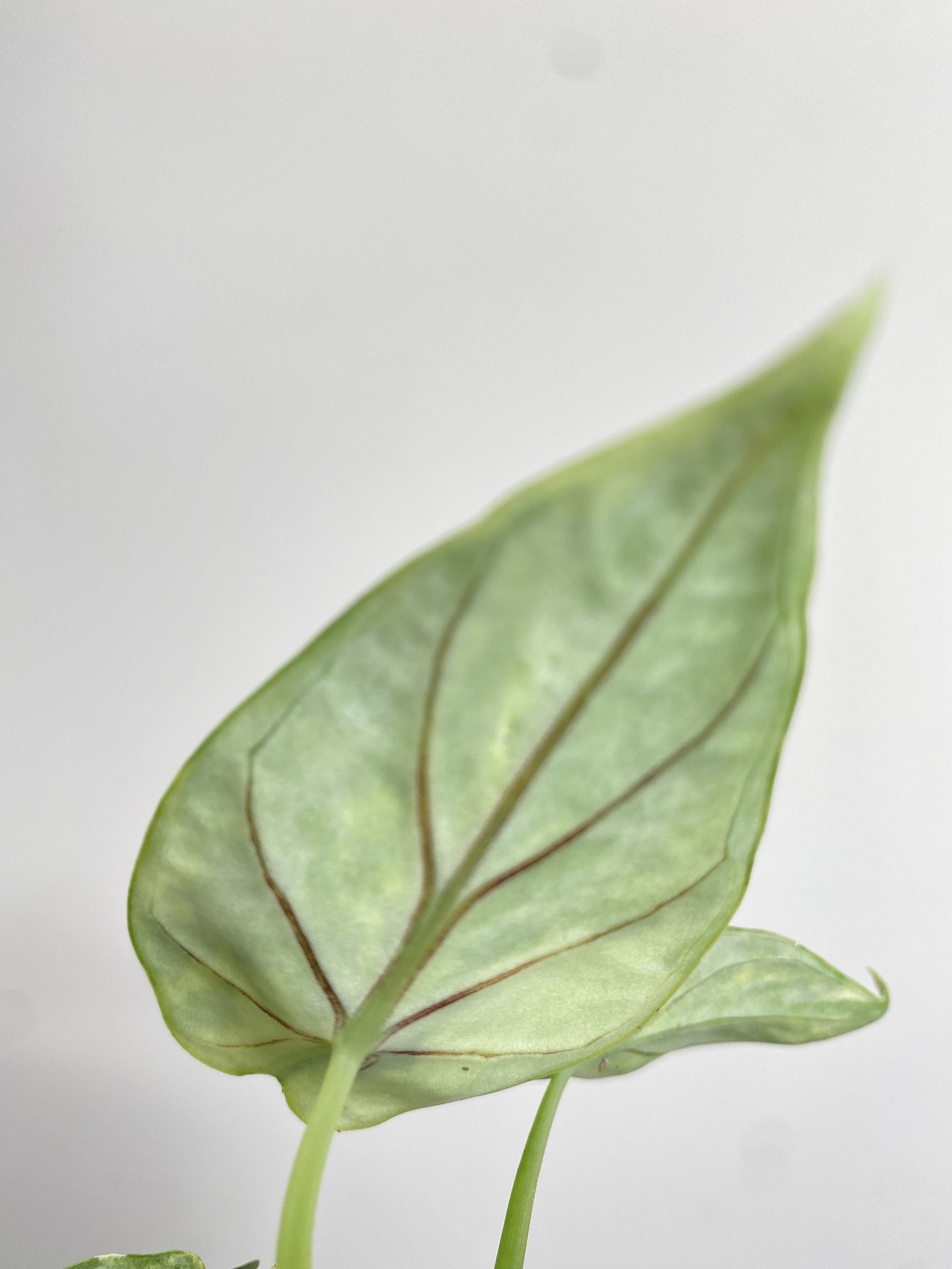 Alocasia Silver Dragon Yellow Variegata 1