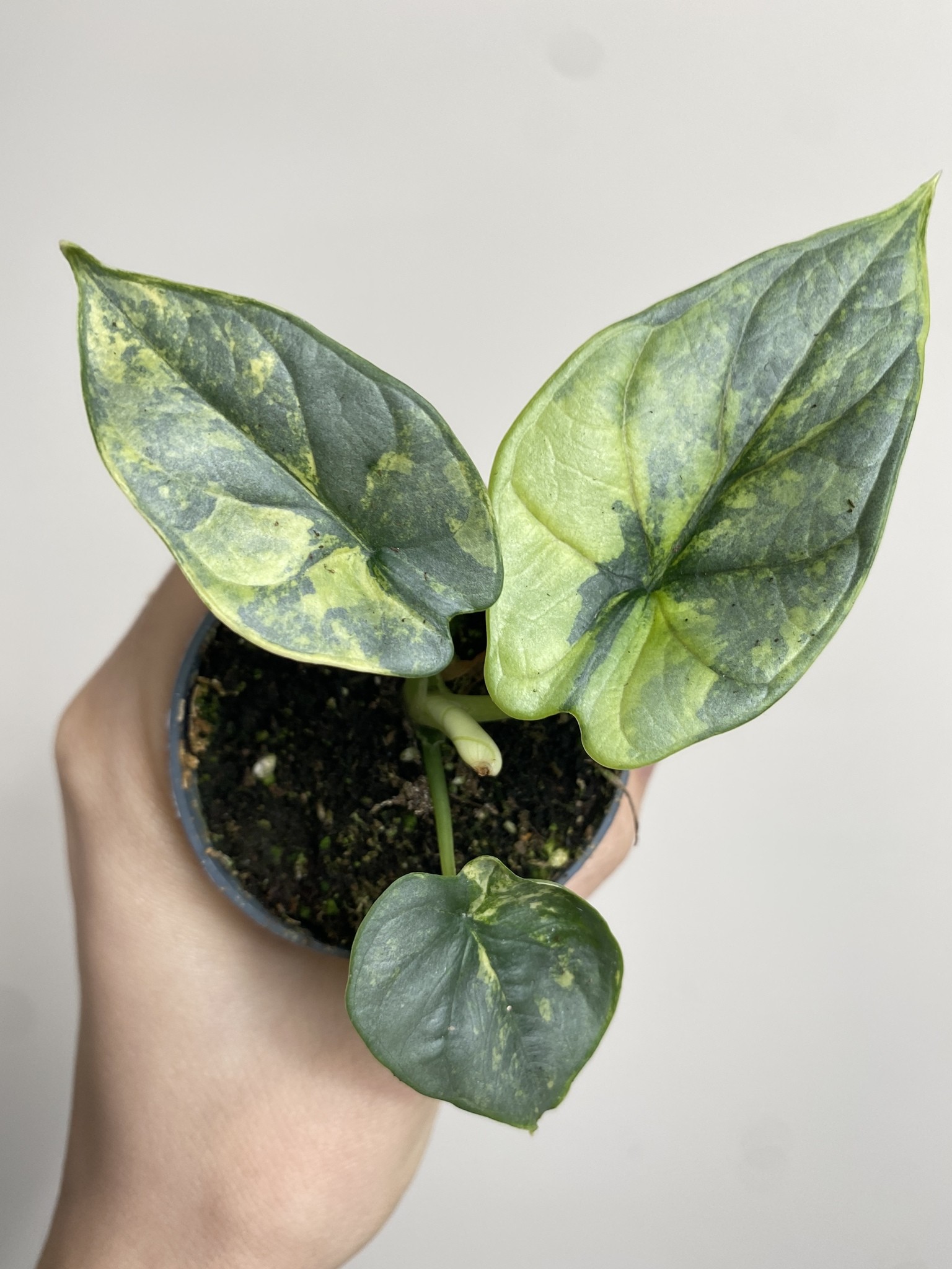 Alocasia Silver Dragon Yellow Variegata 1