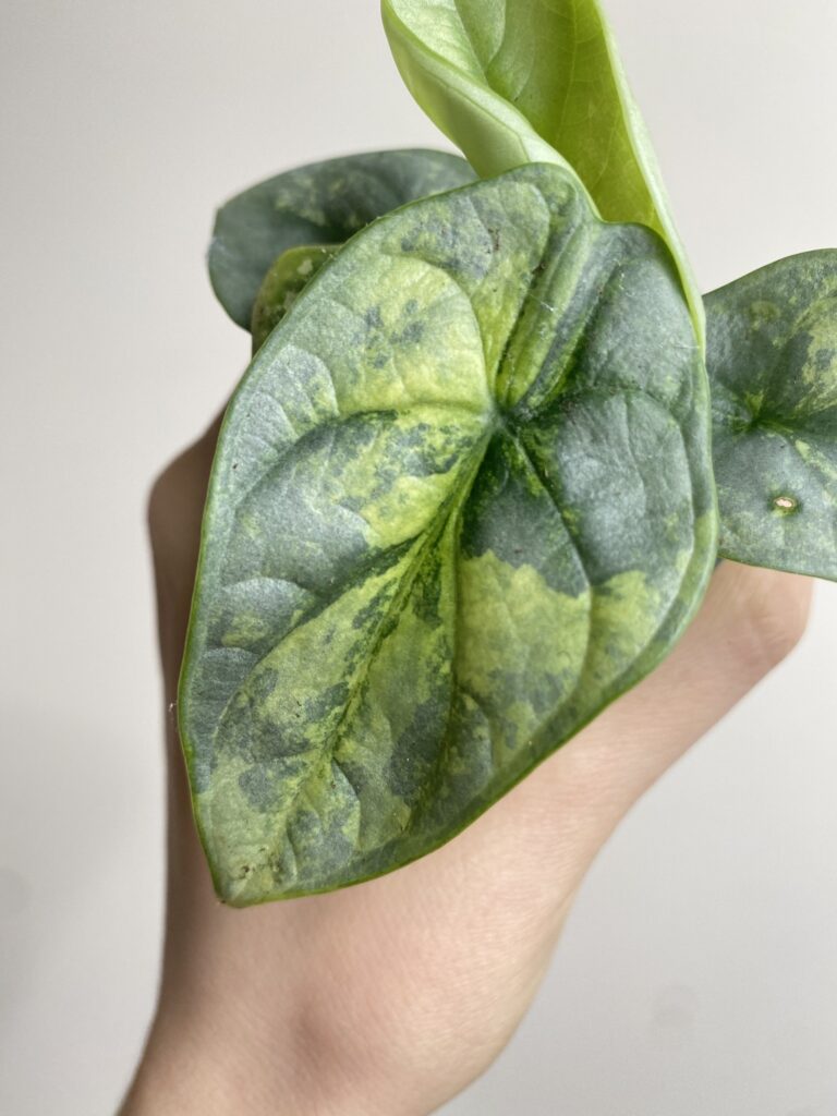 Alocasia Silver Dragon Yellow Variegata 2