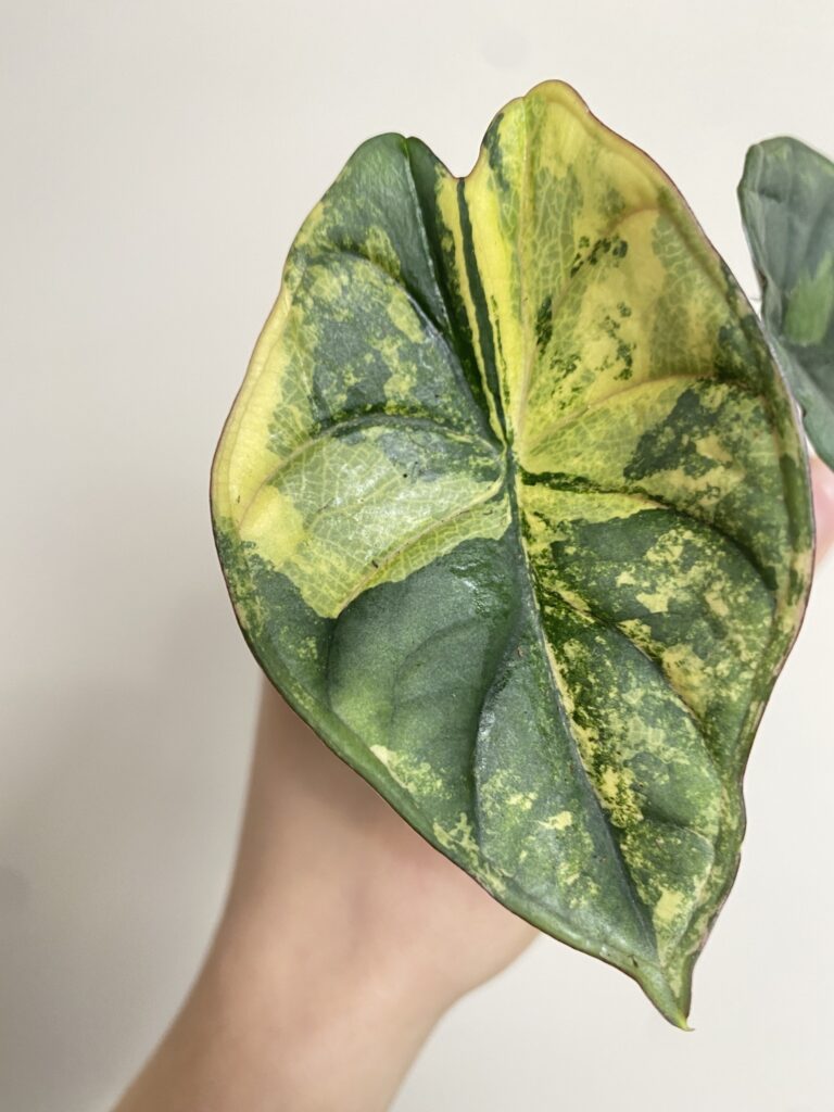 Alocasia Nebula Variegata 2
